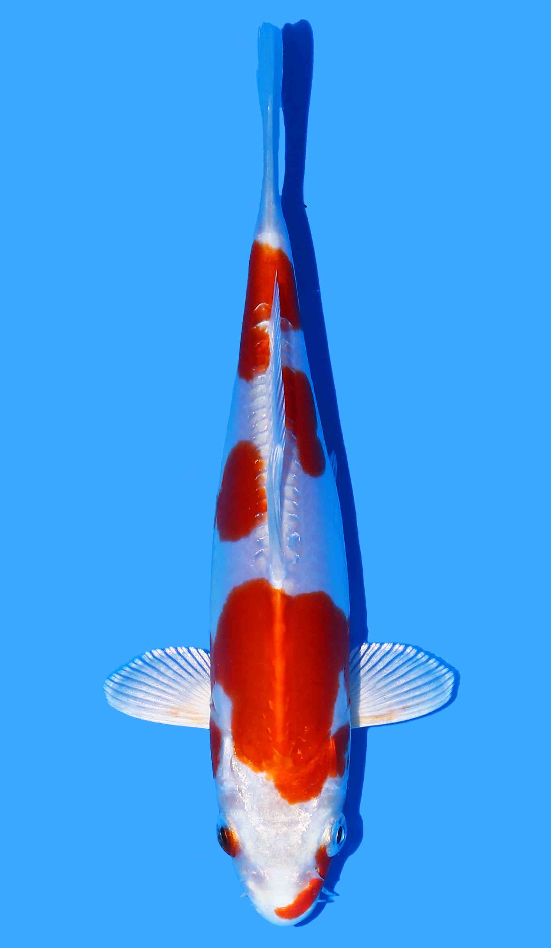 Kikusui