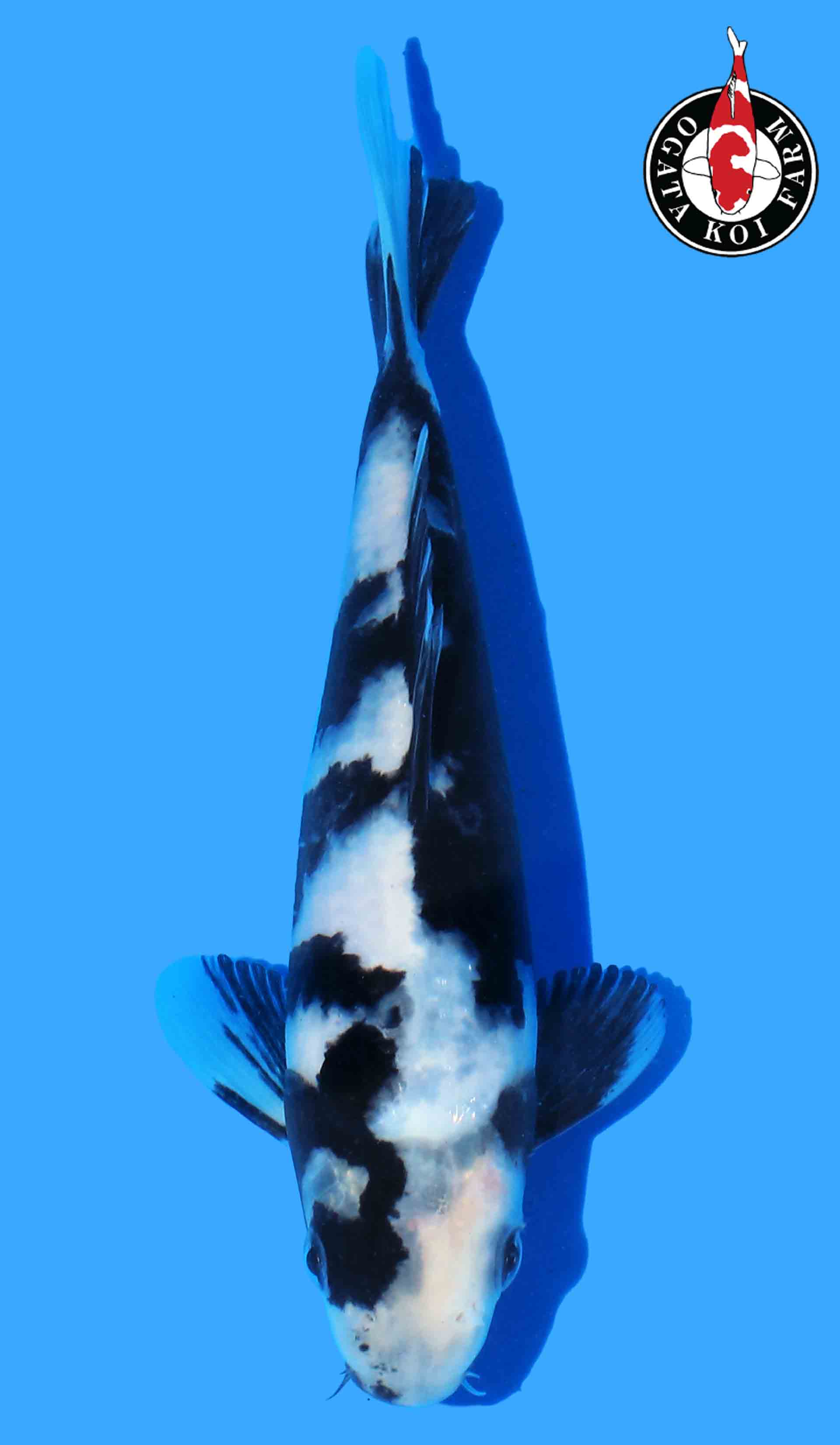 Shiro Utsuri