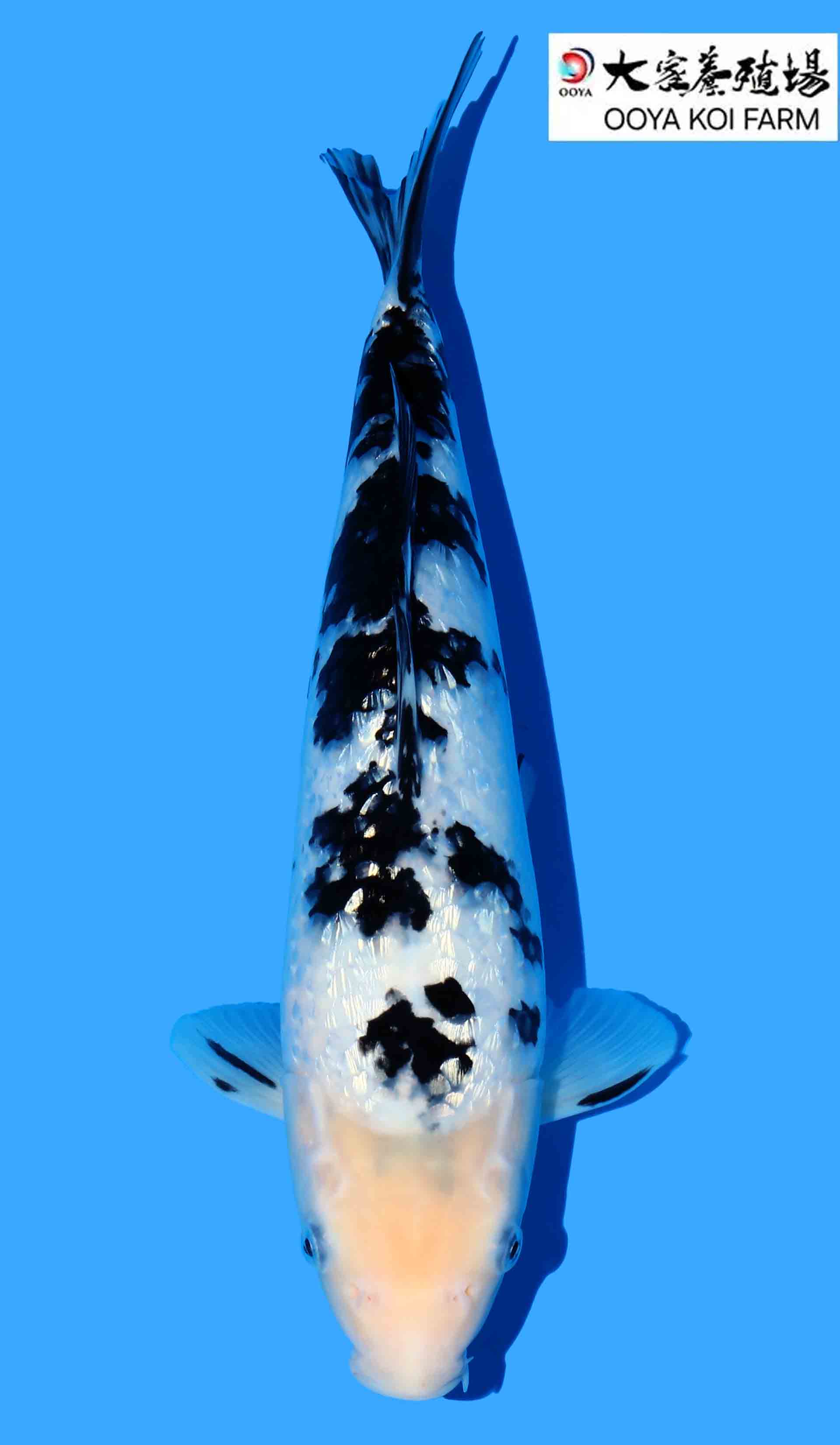 Gin Rin Bekko