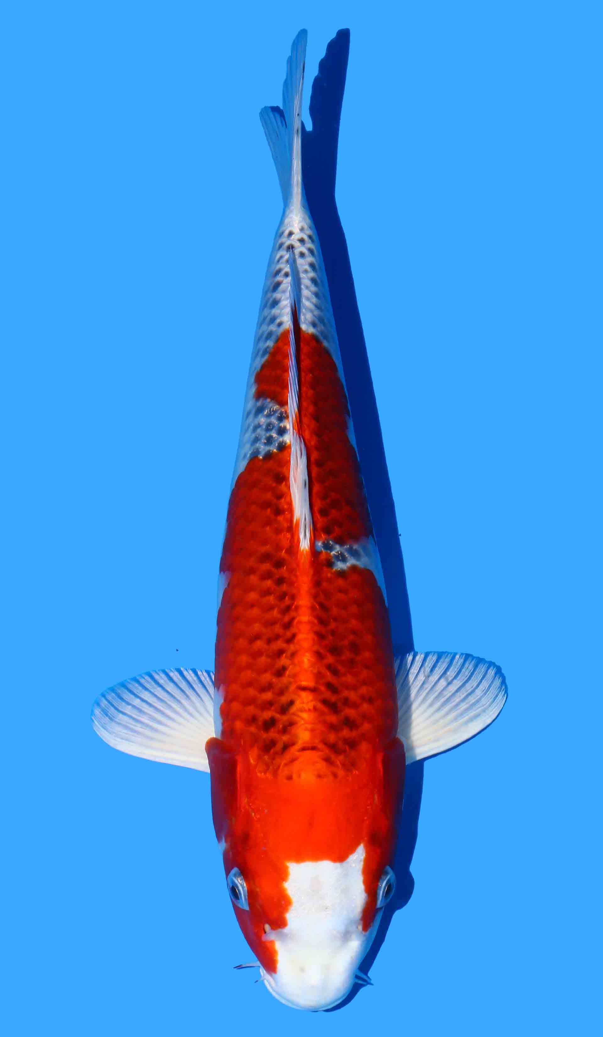 Kujaku from Marusei