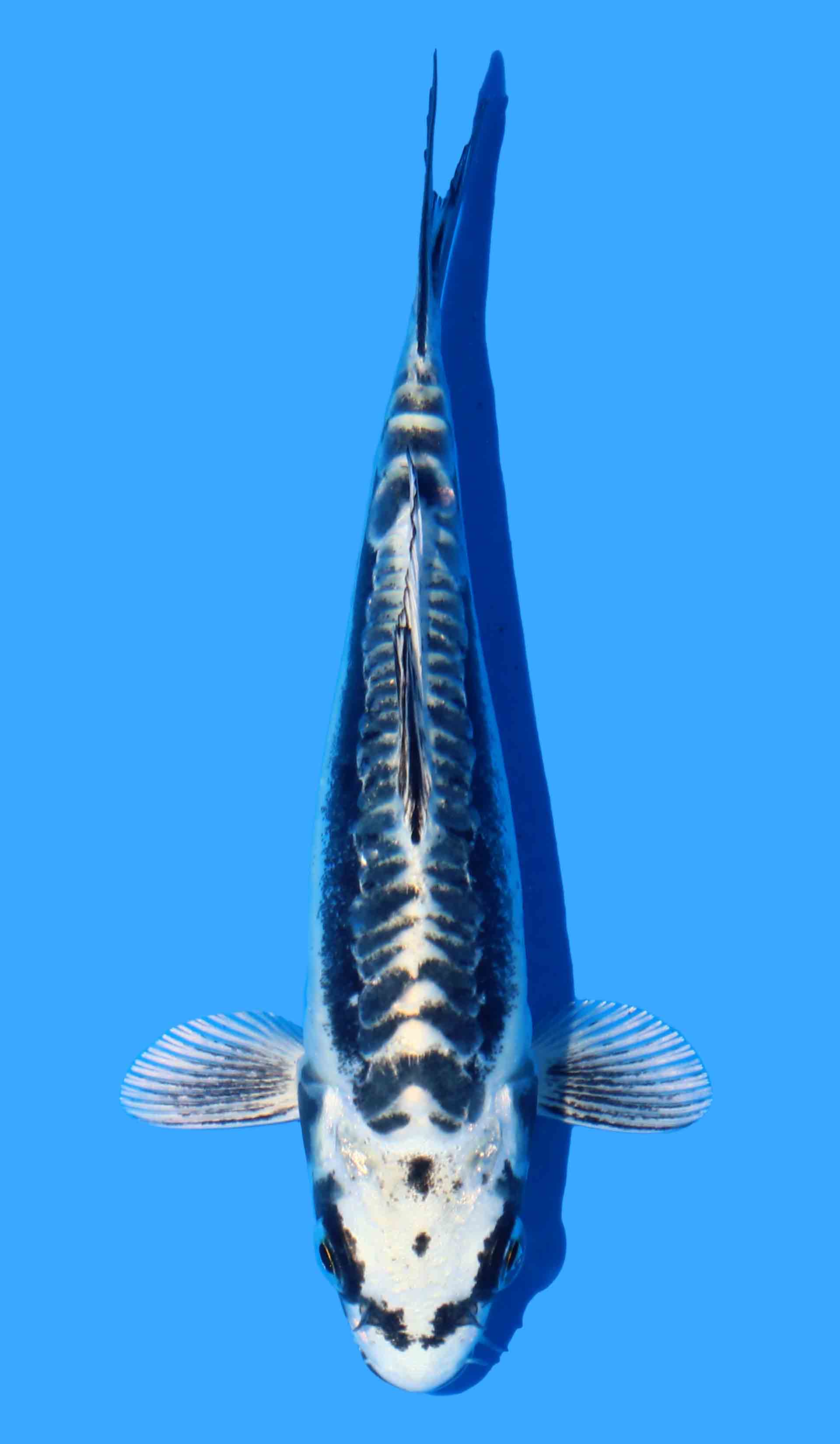 Kikokuryu