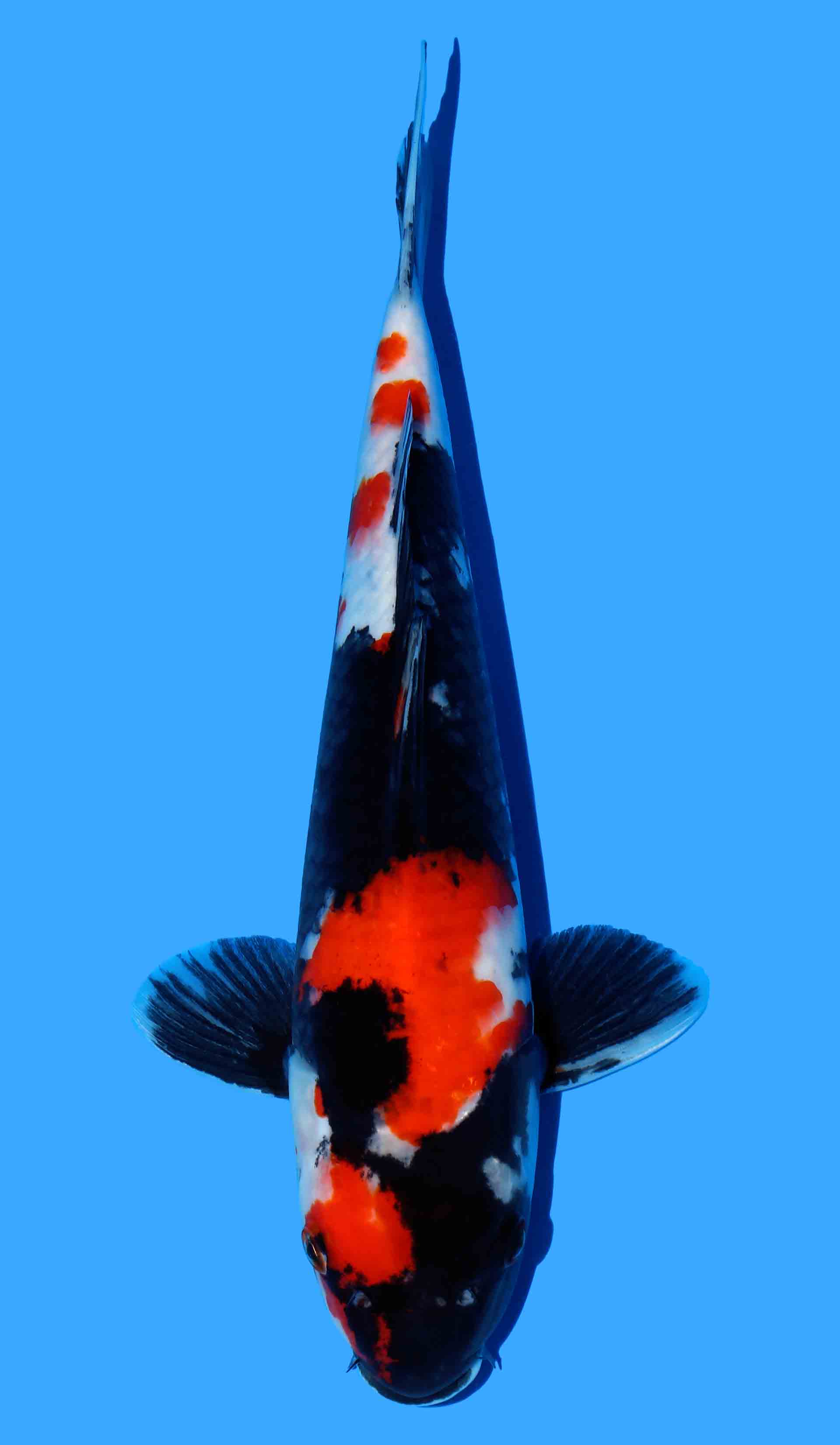 Showa from Marusei