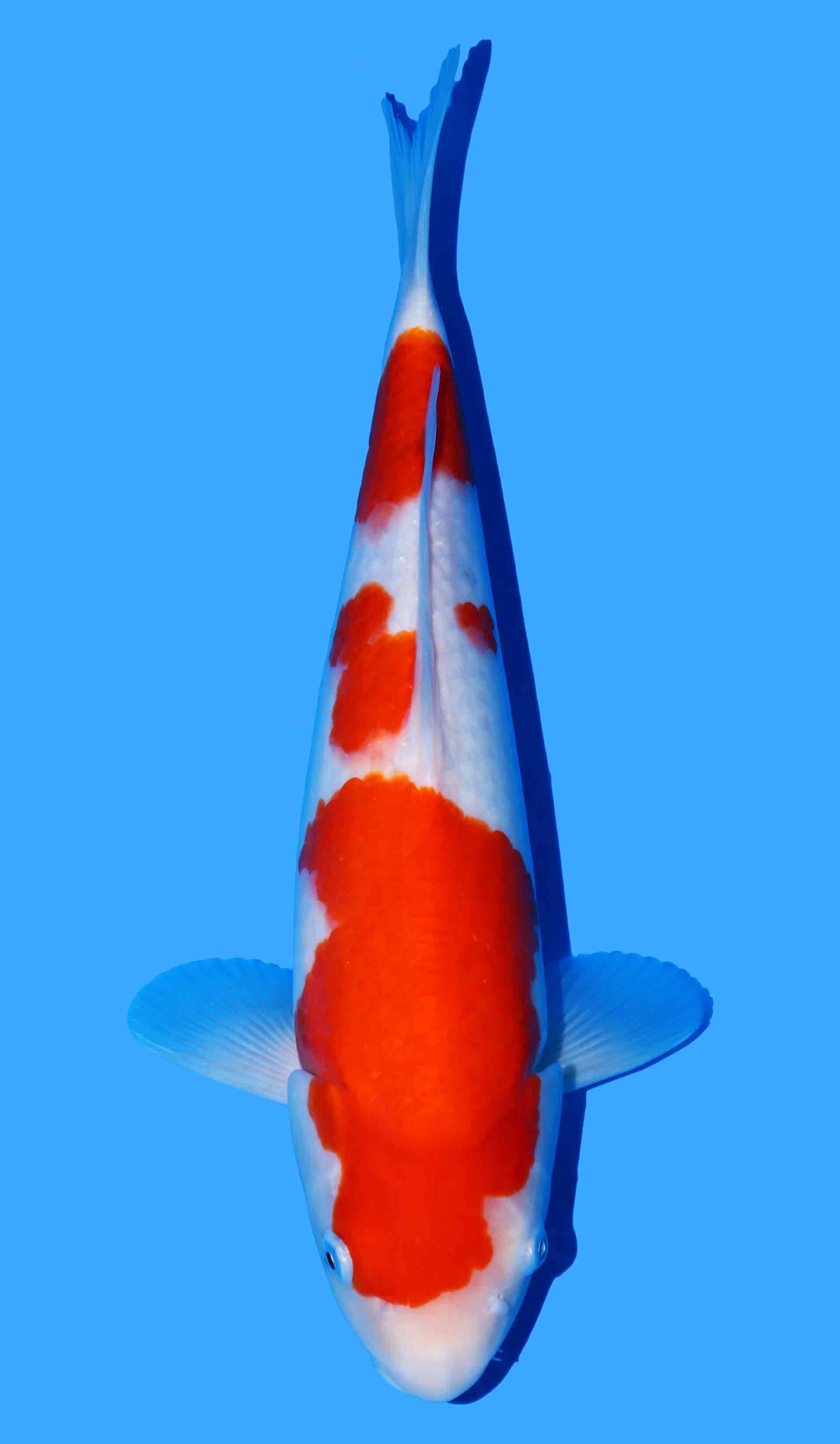 Kohaku