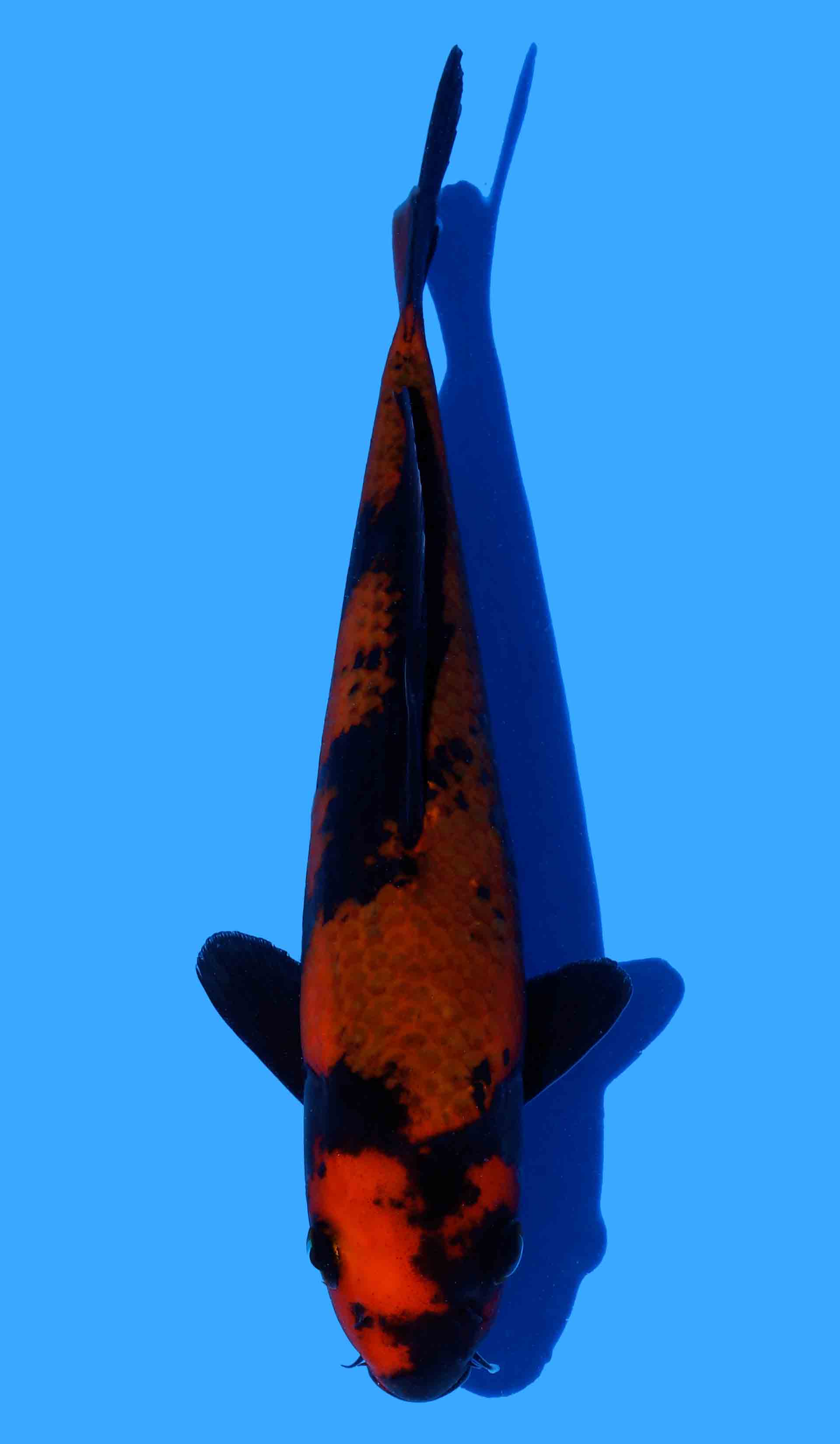 Kage Hi Utsuri
