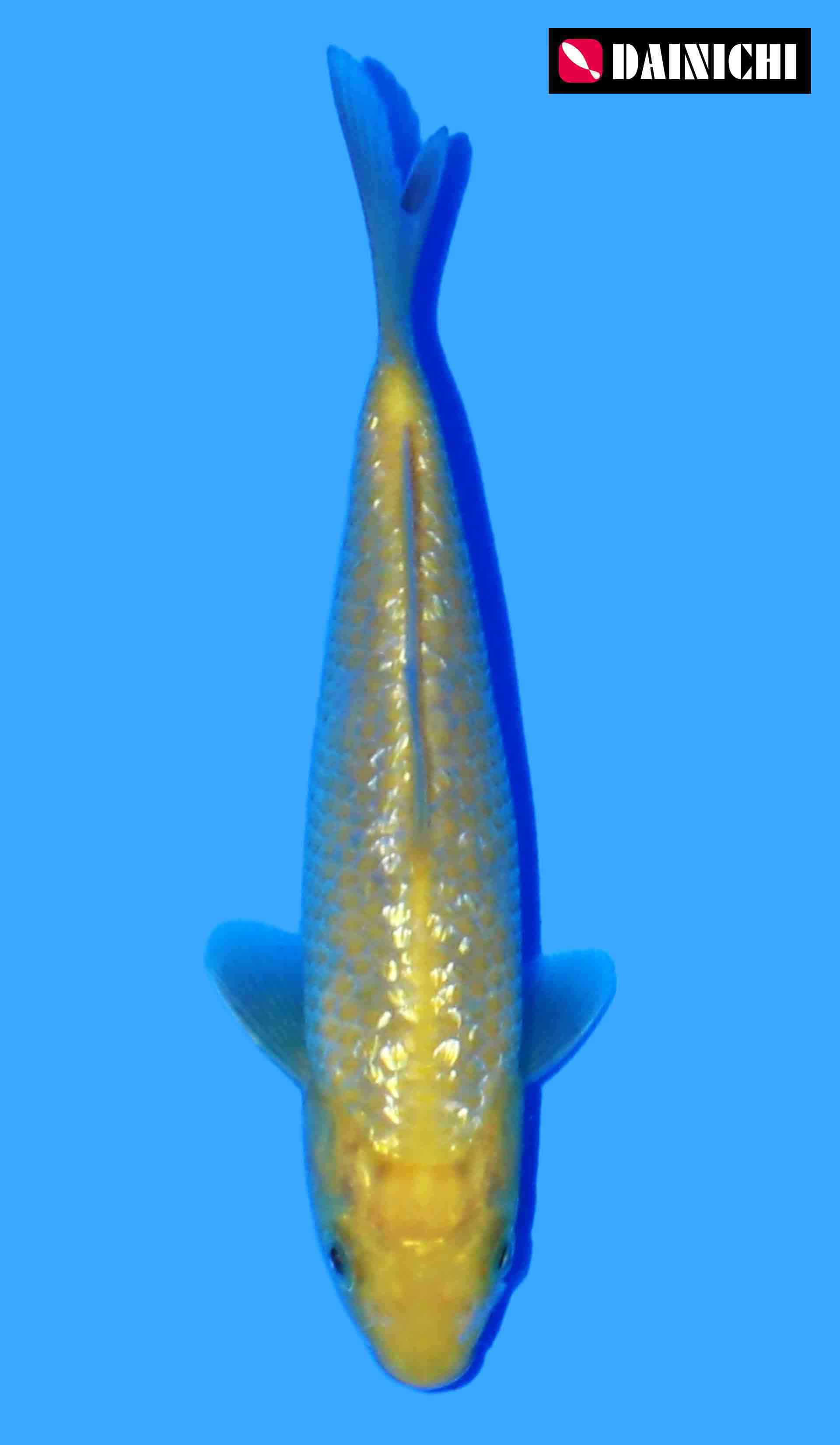 Dainichi Yellow Monkey