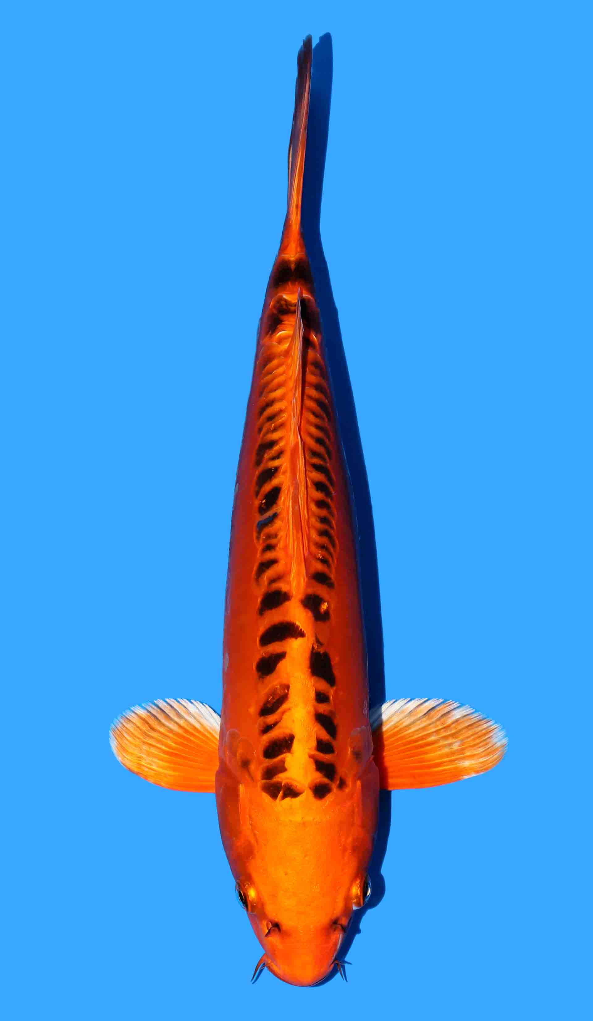 Mizuho Ogon