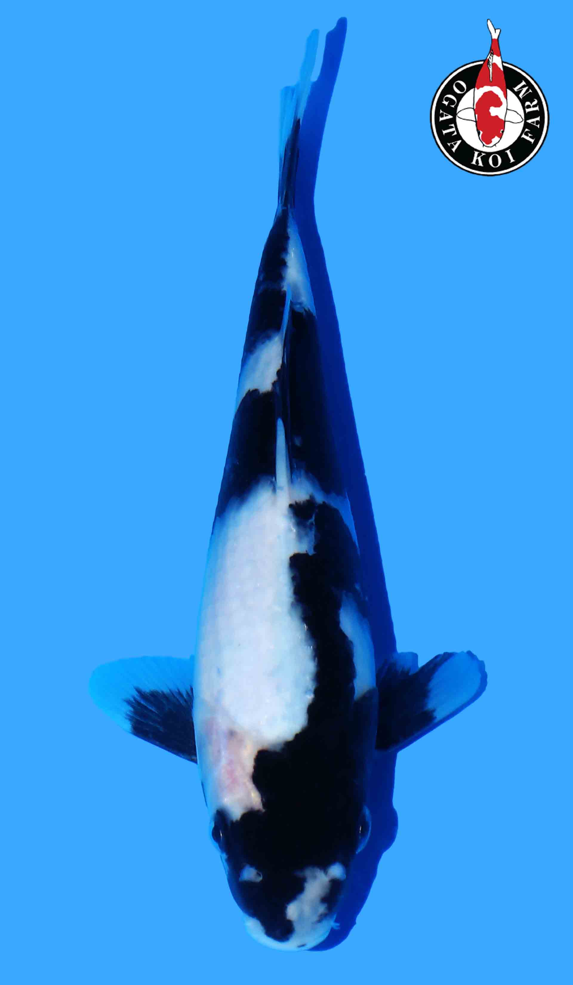 Shiro Utsuri