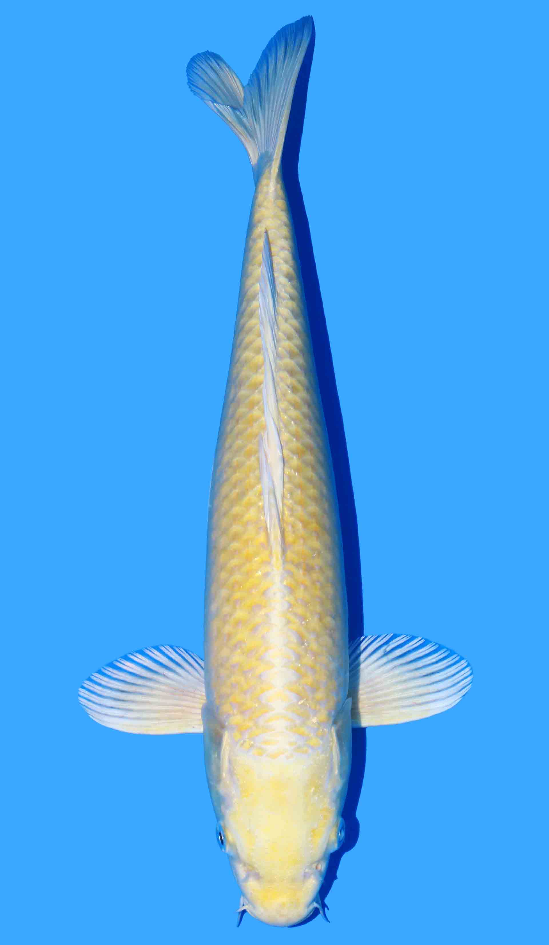 Yamabuki Ogon