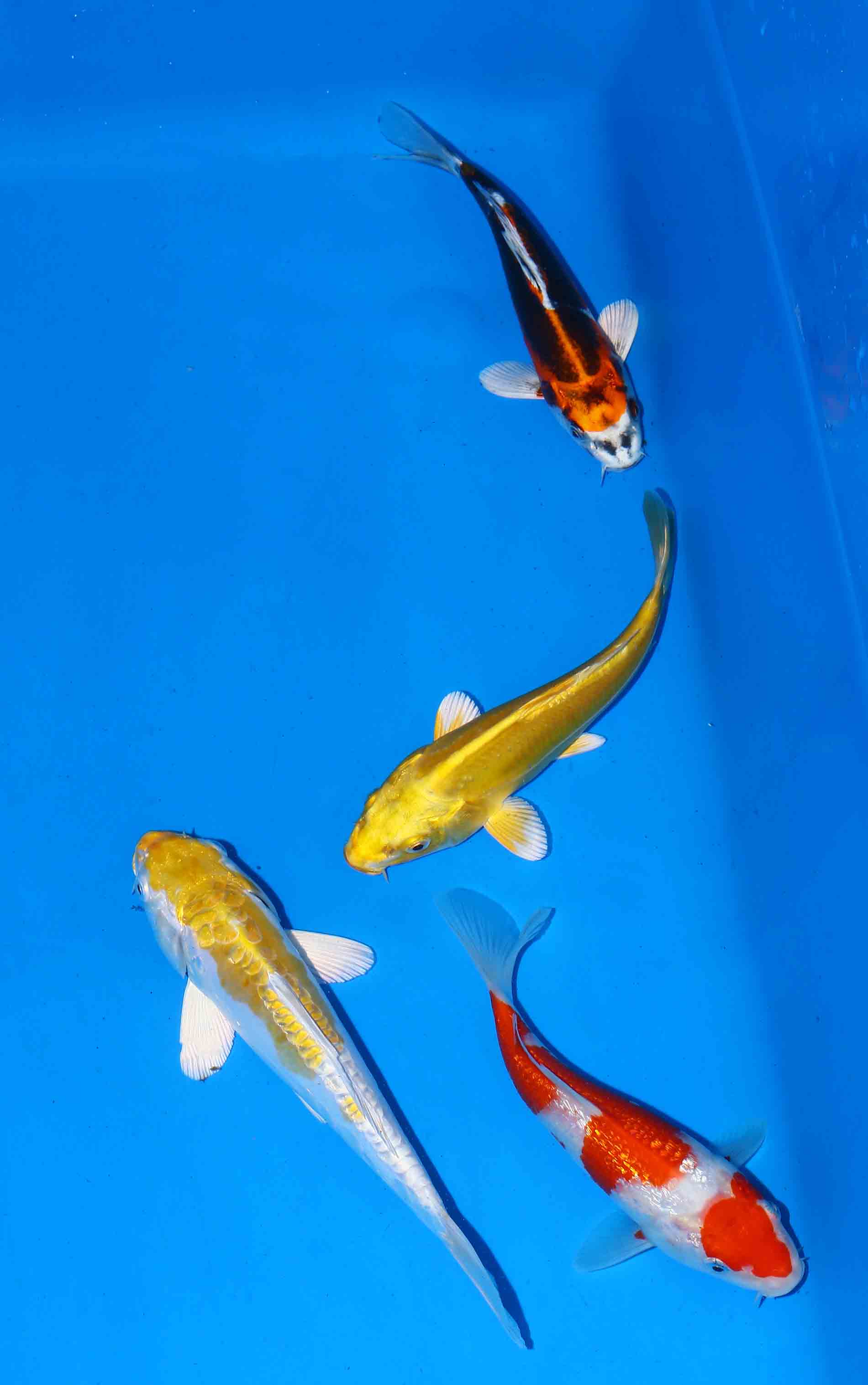 Beni Kiko, Doitsu Hariwake, Gin Rin Kohaku & Doitsu Yamabuki from Koda (16-19 cm)