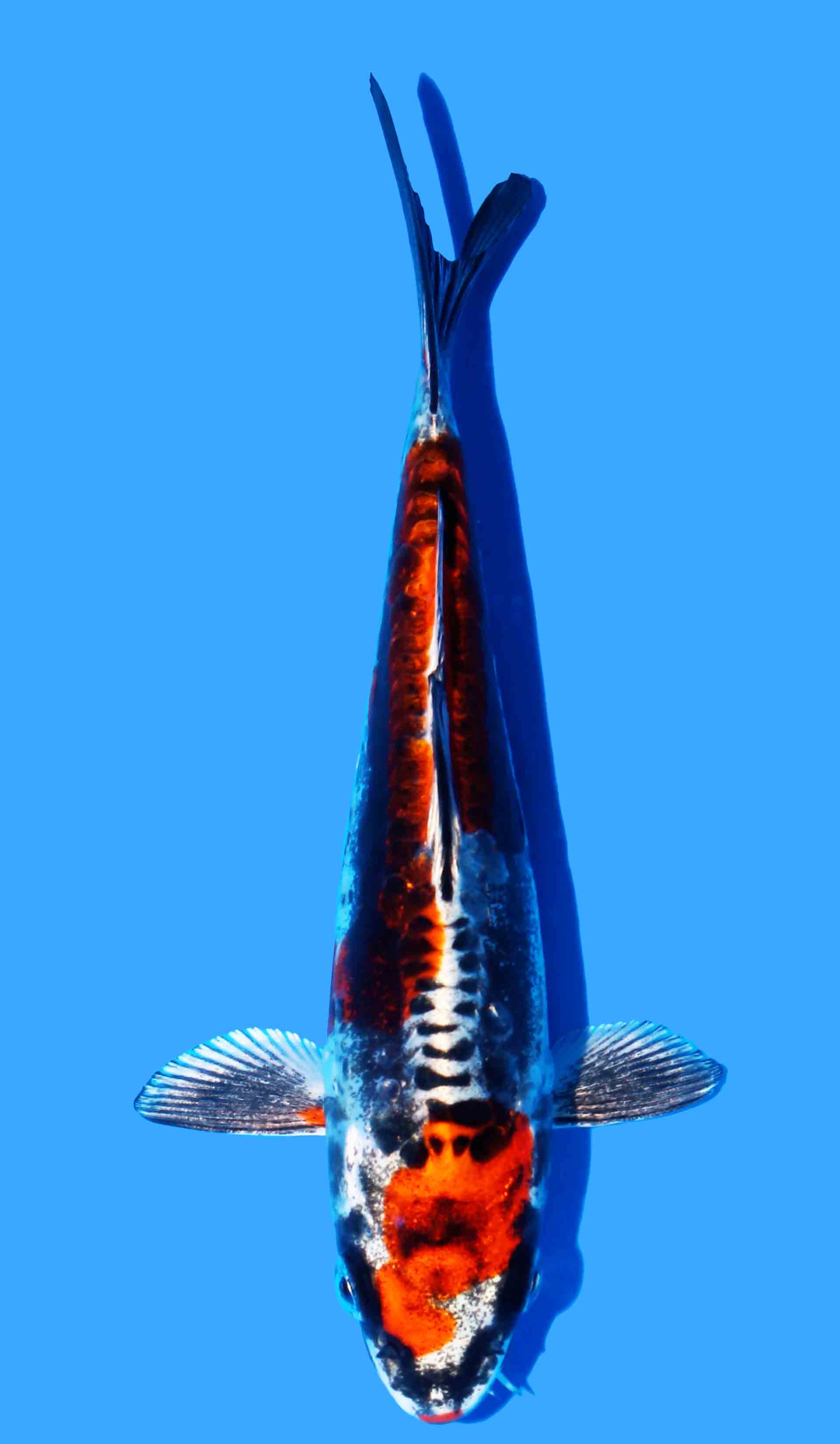 Beni Kikokuryu