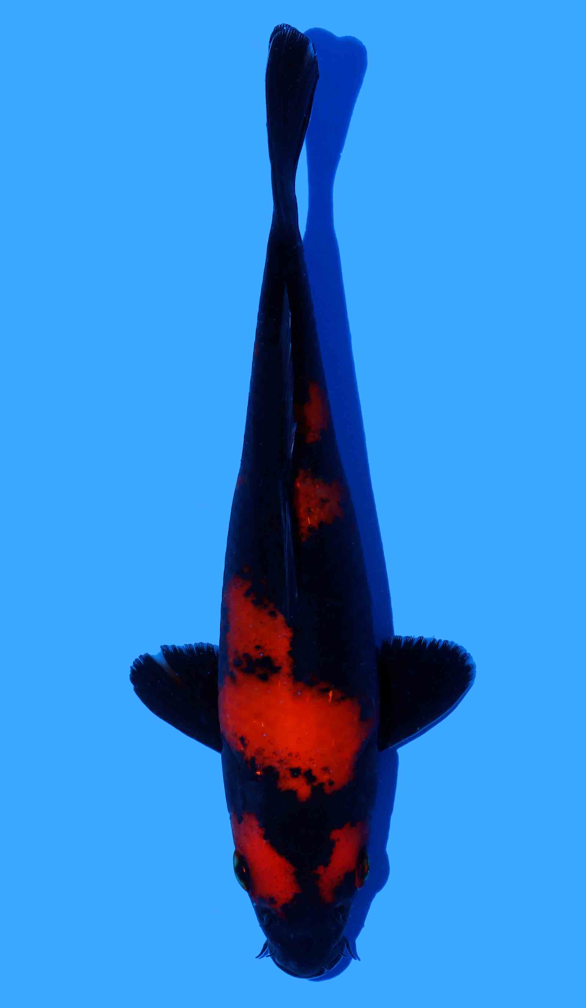 Hi Utsuri