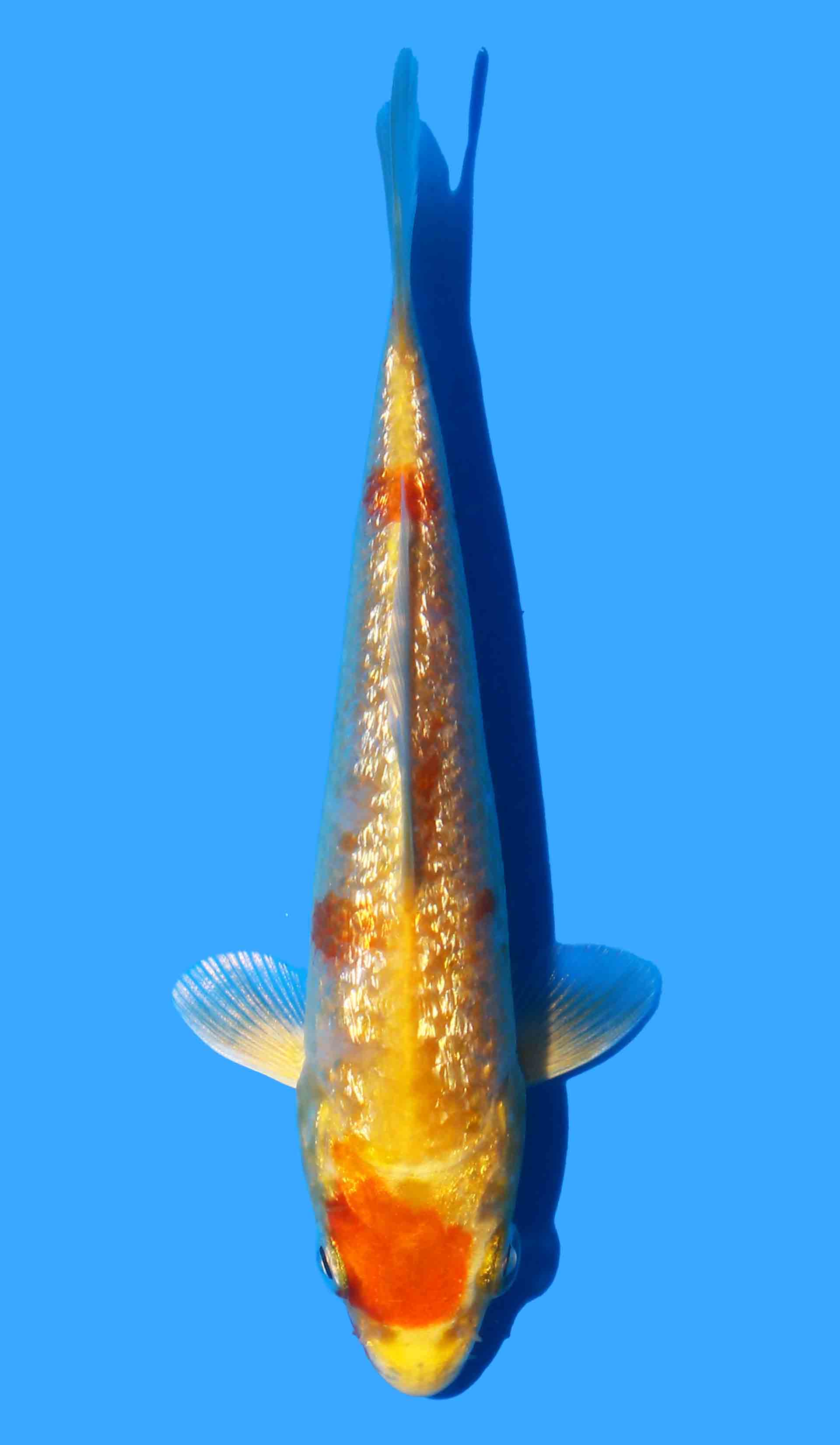 Kawarigoi