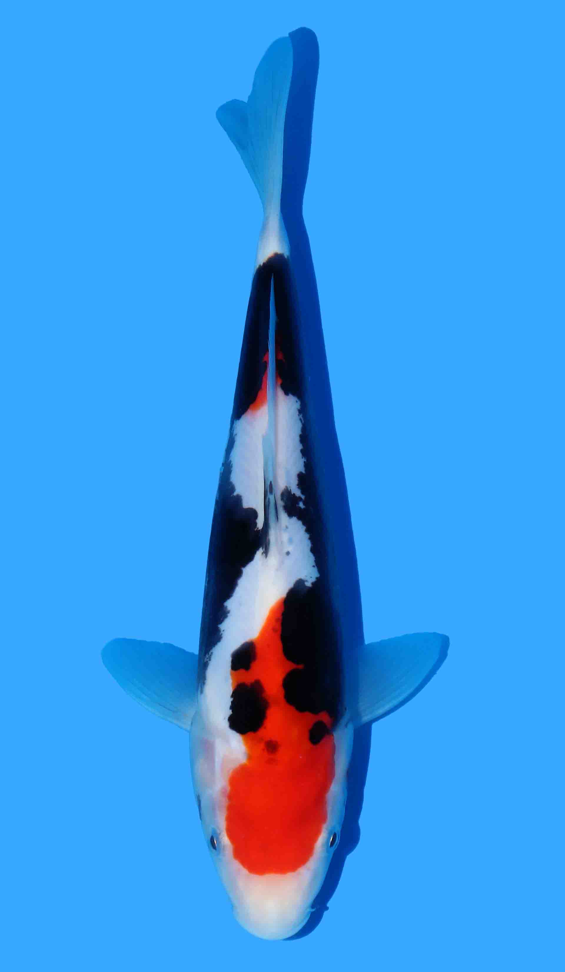 Beni Kumonryu