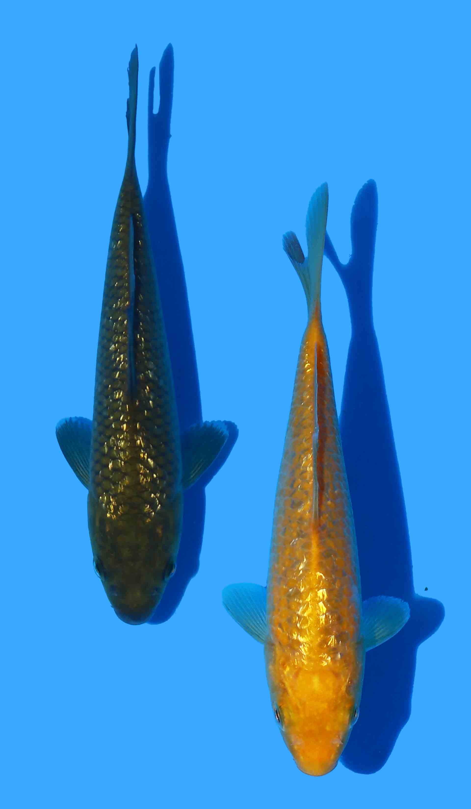 Gin Rin Chagoi and Karashigoi from Marudo 13.5-14.5cm