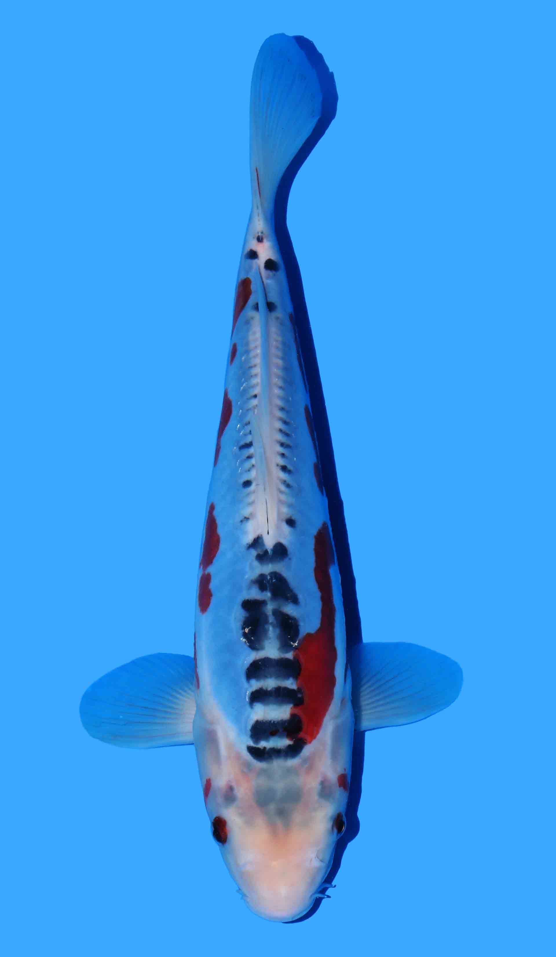 Shusui