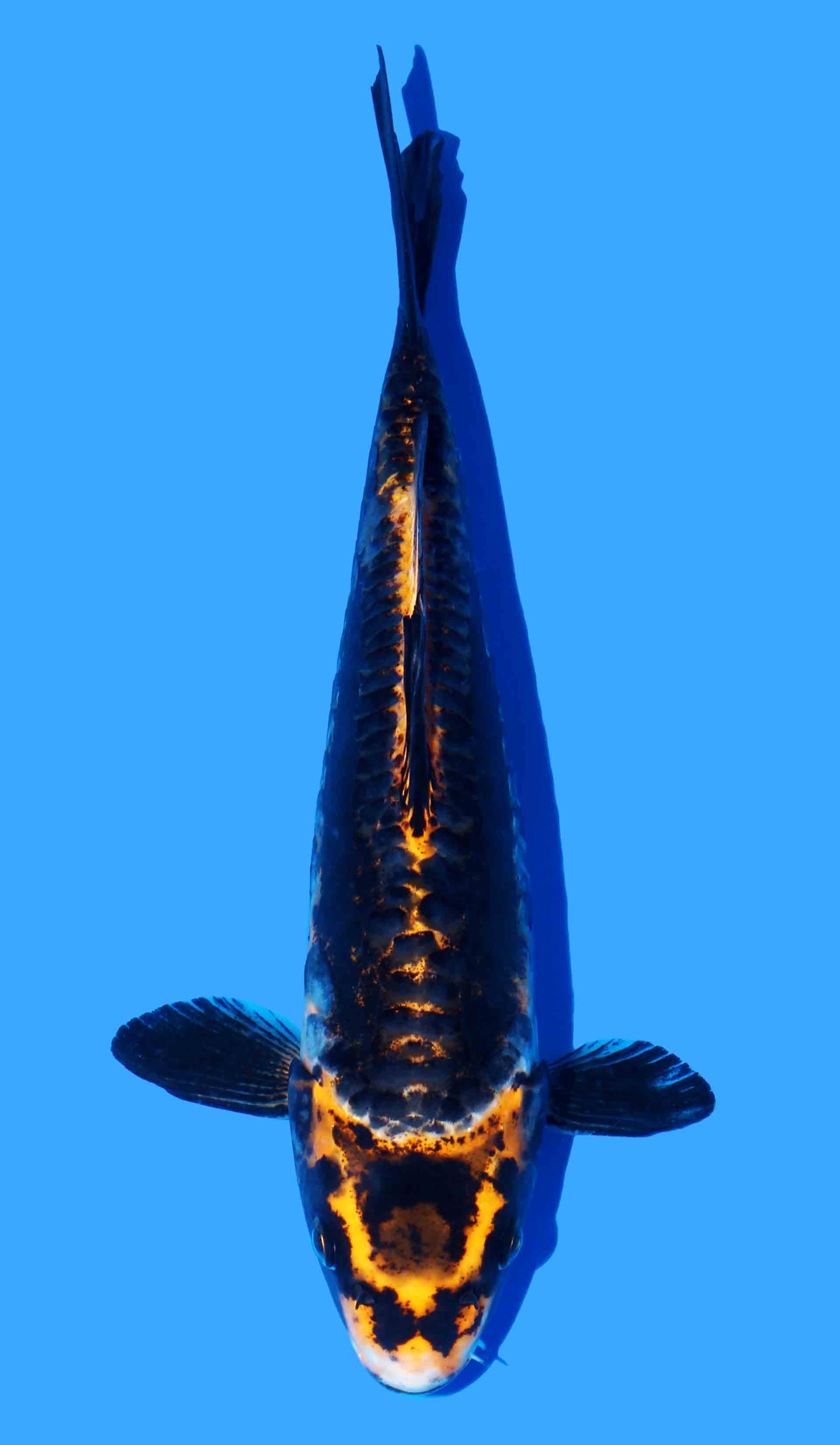 Aragoke Kawarigoi