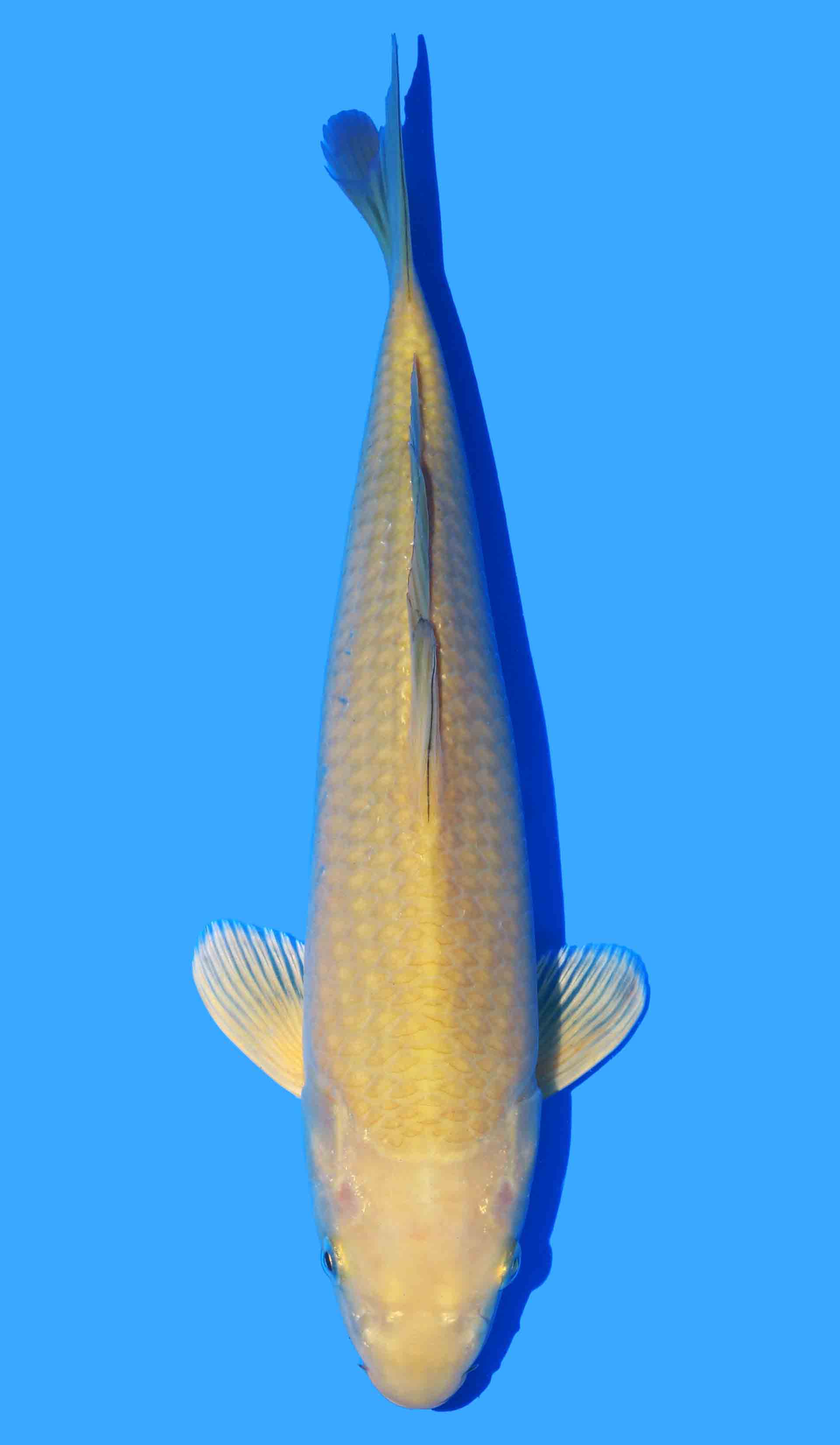 Chagoi