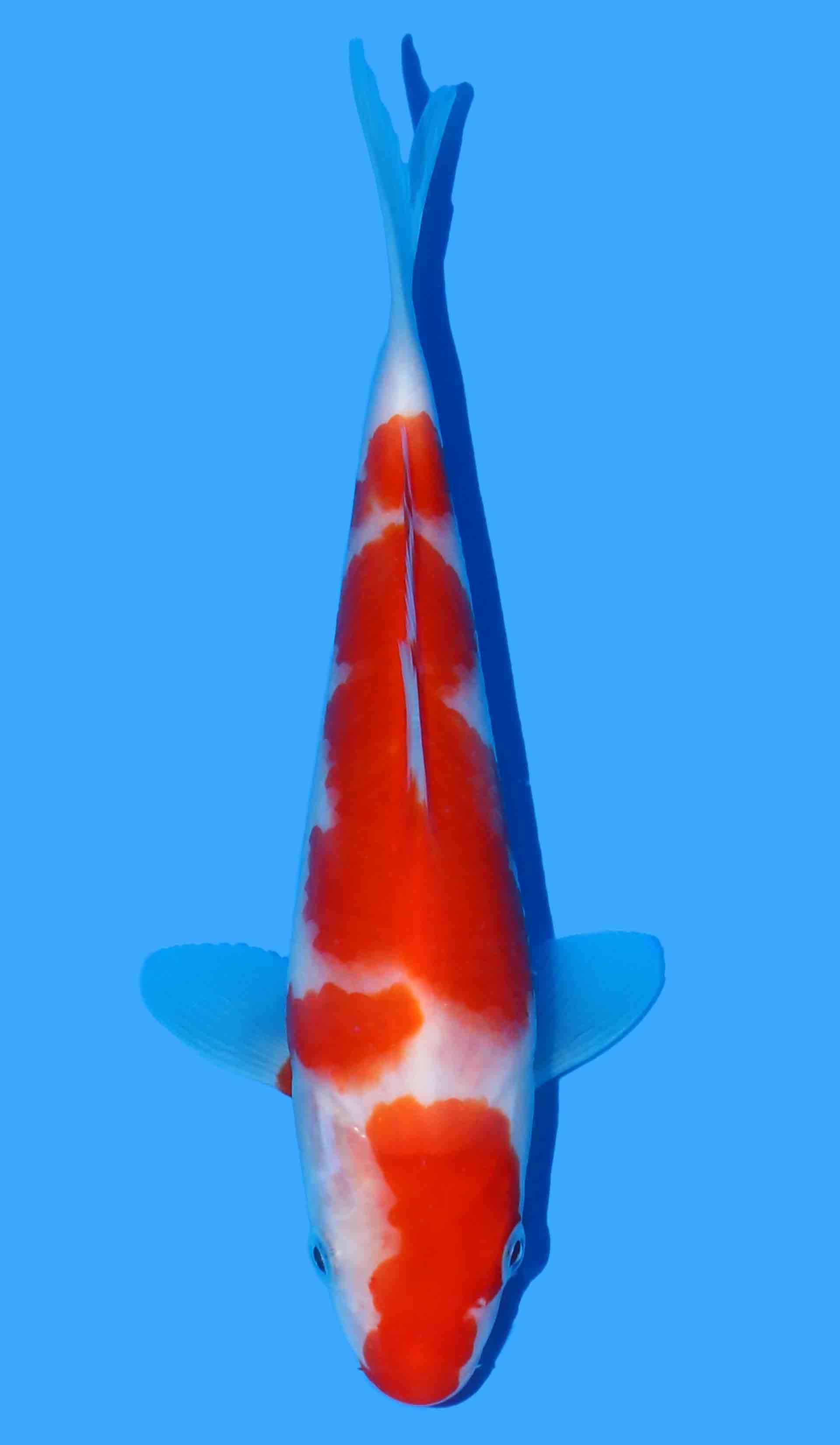 Kohaku from Yoshino