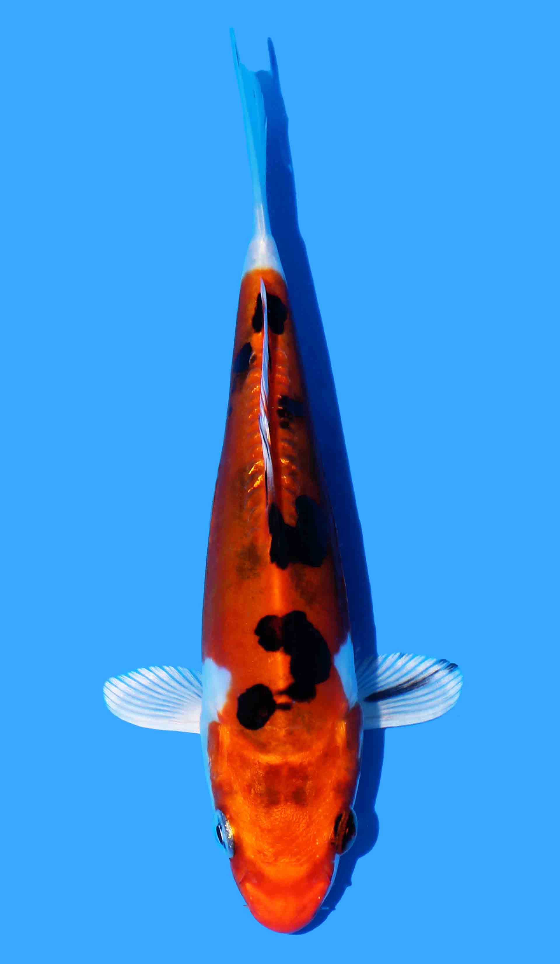 Yomatonishiki