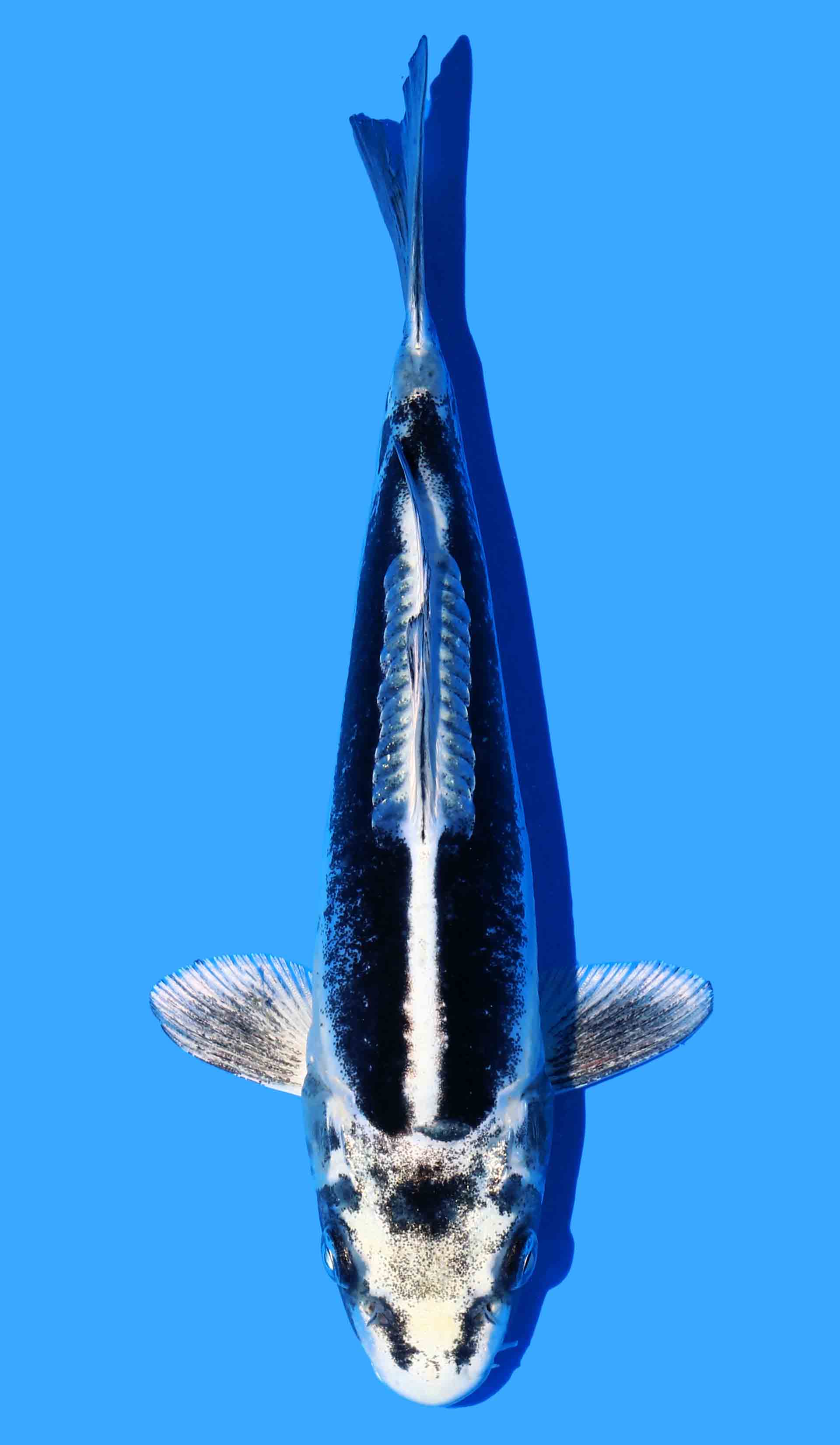Kikokuryu from Koda