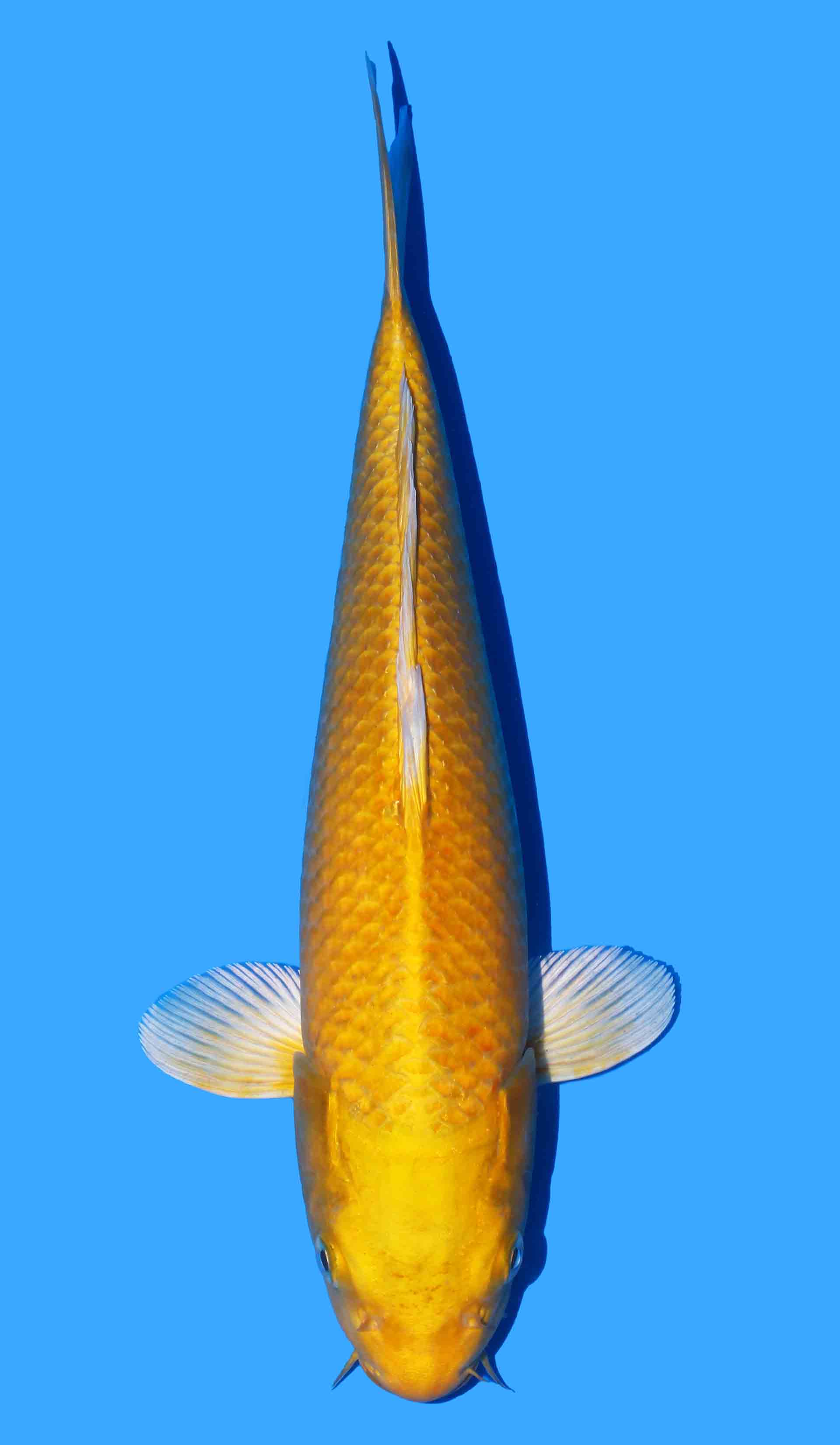 Yamabuki