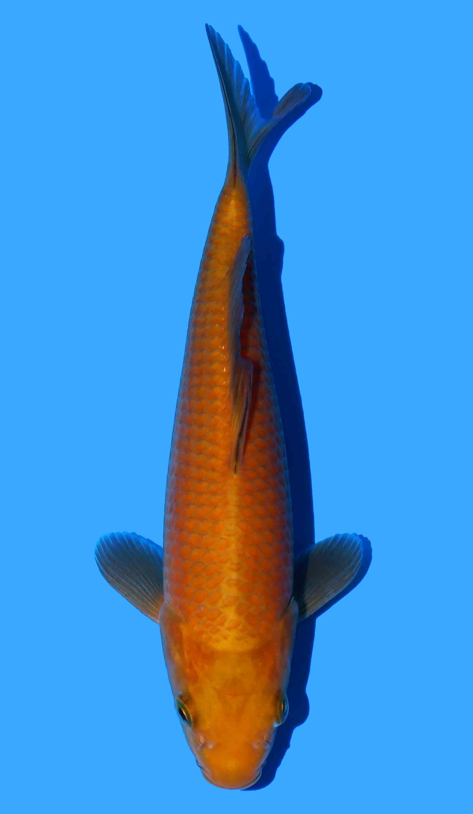 Chagoi