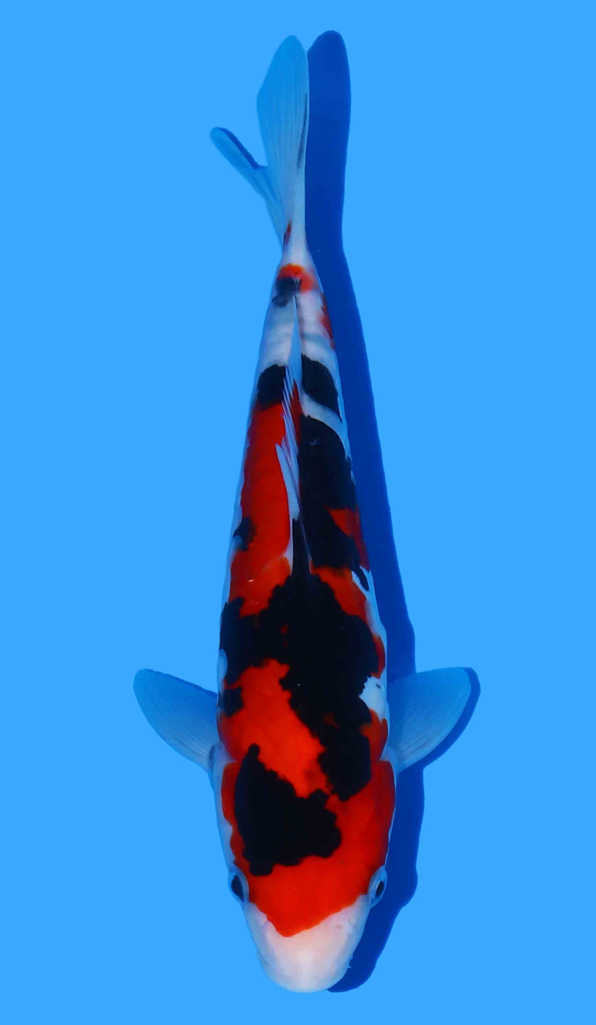 Japanese Koi - JPN Koi Co.