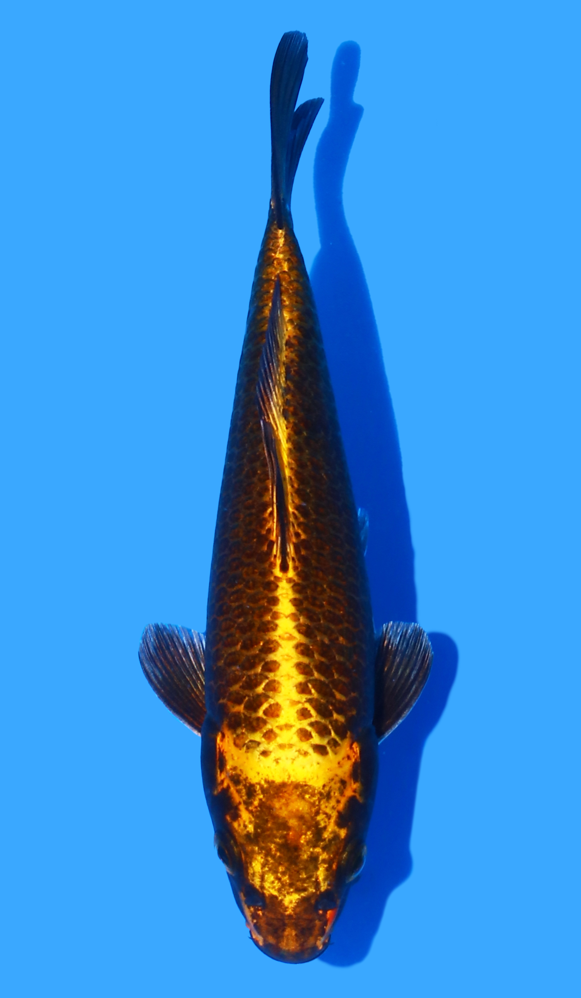 Kawarigoi