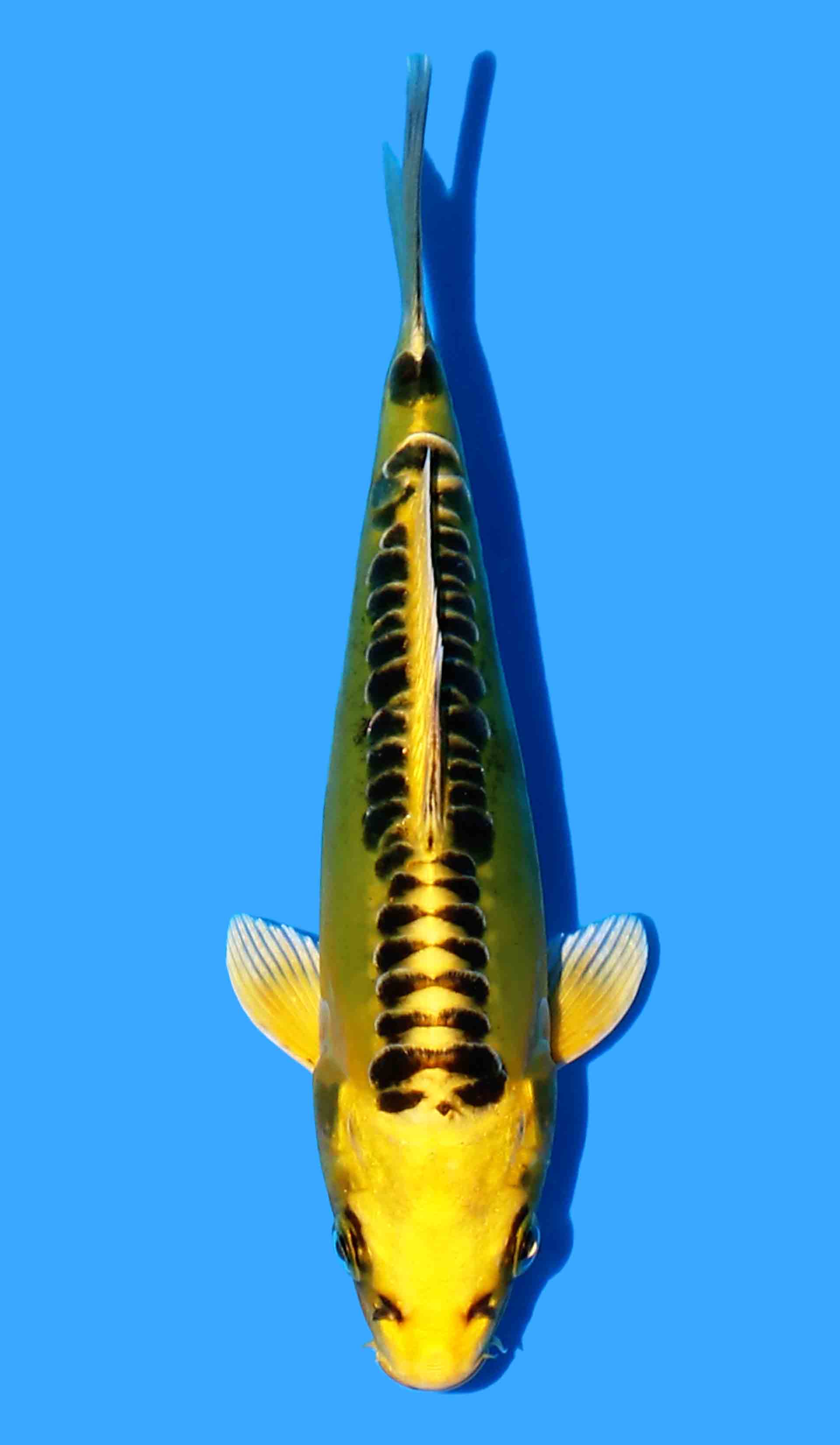 Ki Kikokuryu from Aokyia Yellow Dragon line.