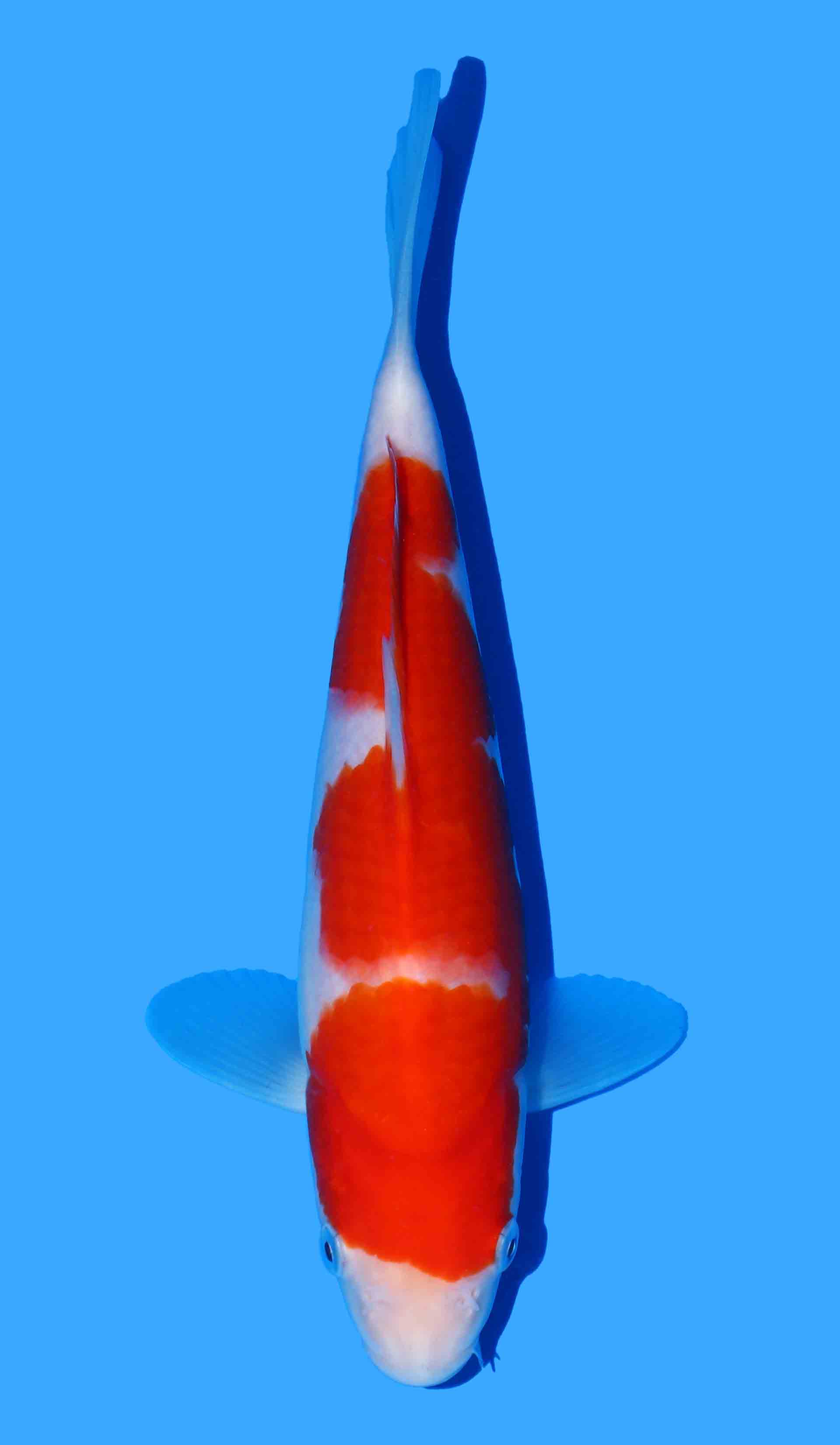 Kohaku from Maruyama