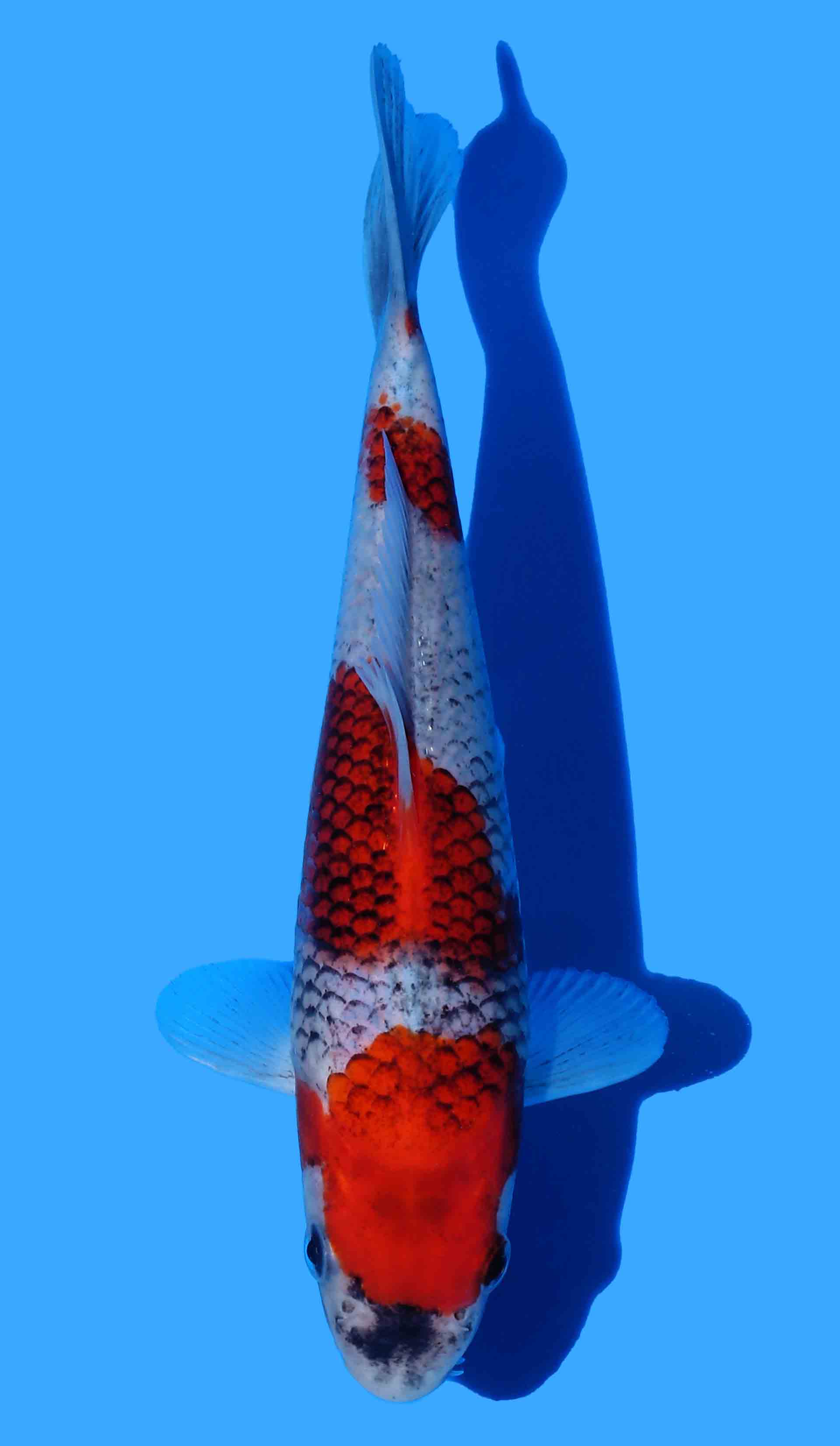 Goshiki