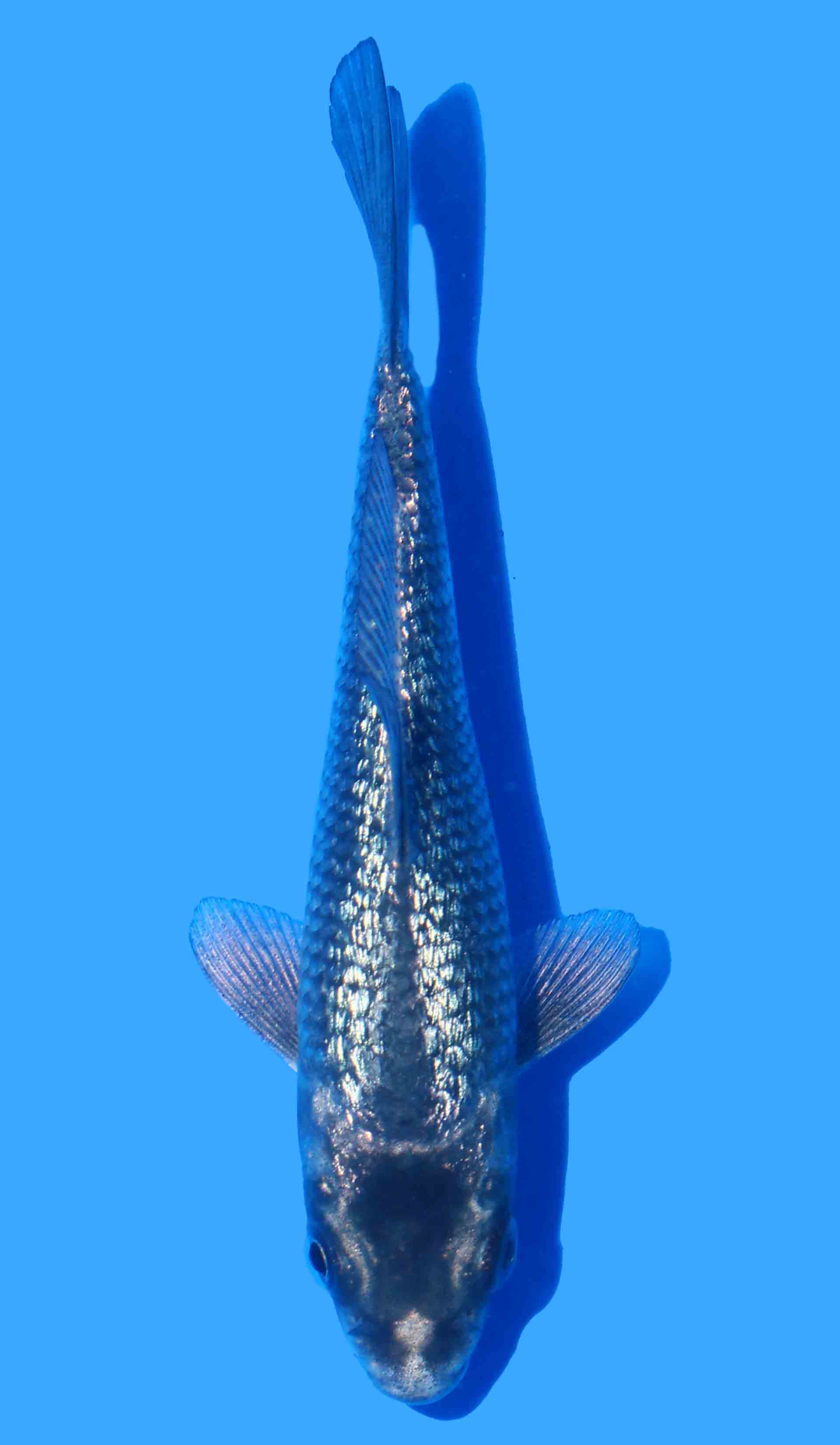 Kawarigoi