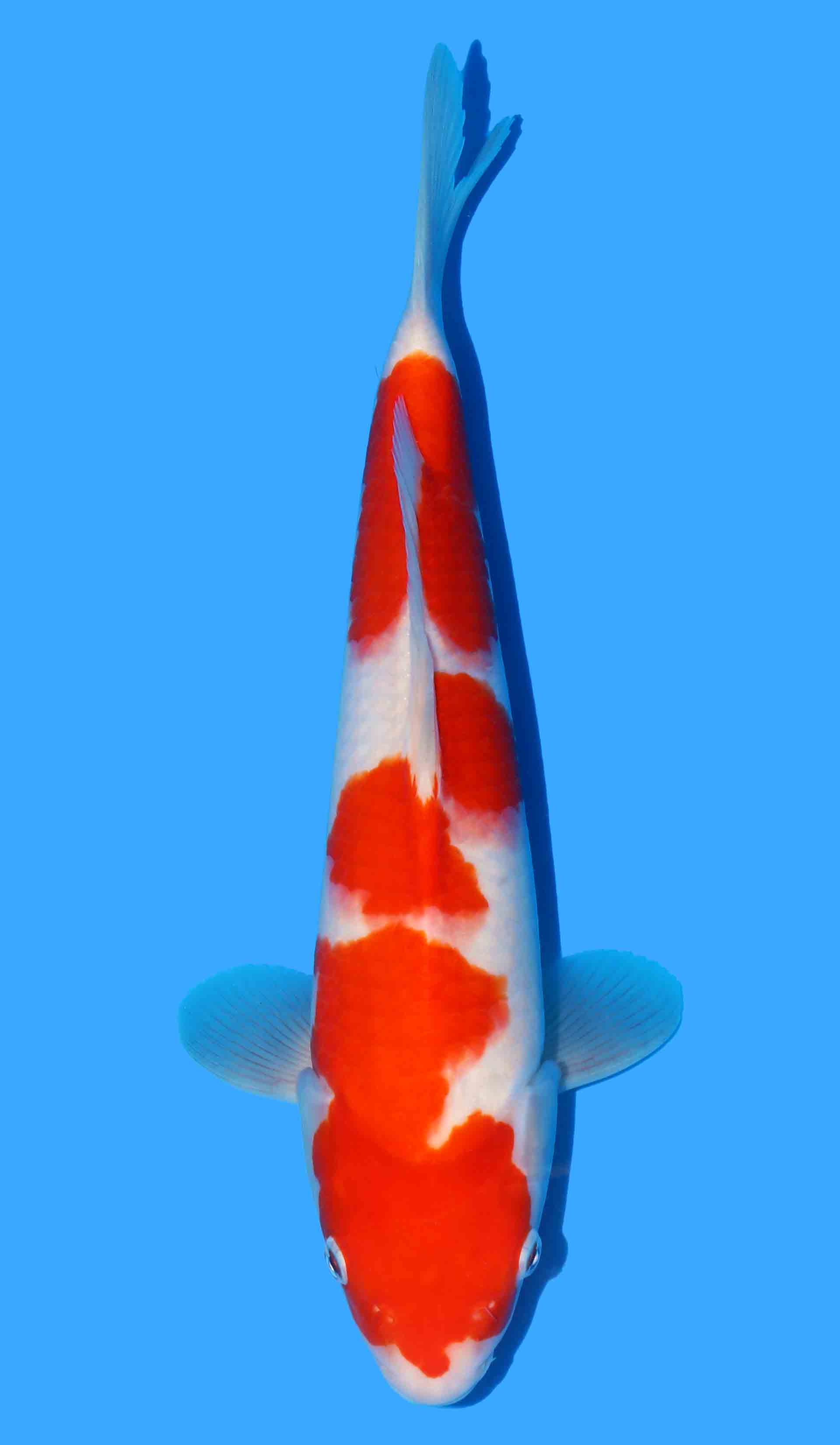 Kohaku from Maruyama