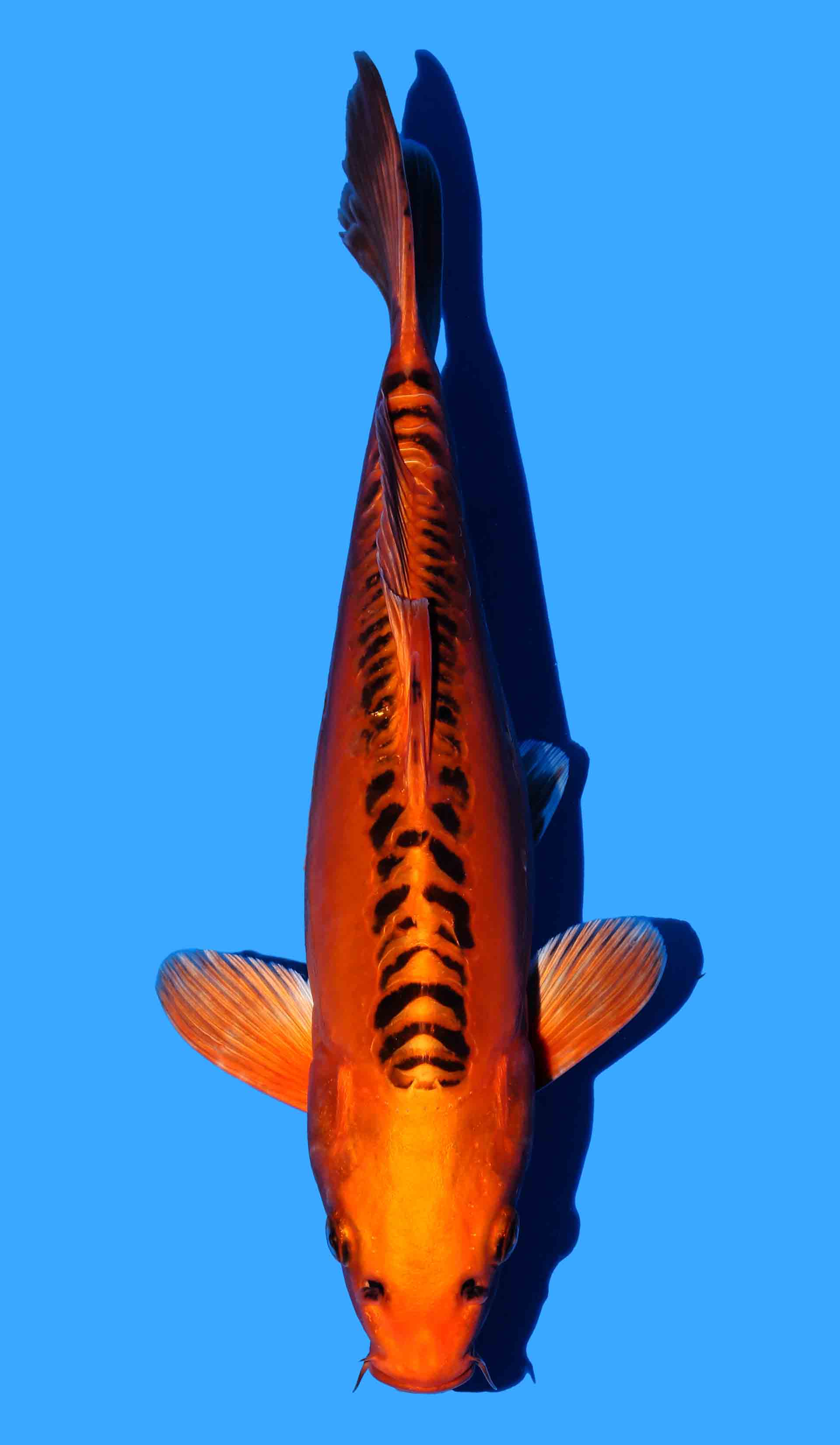 Mizuho Ogon