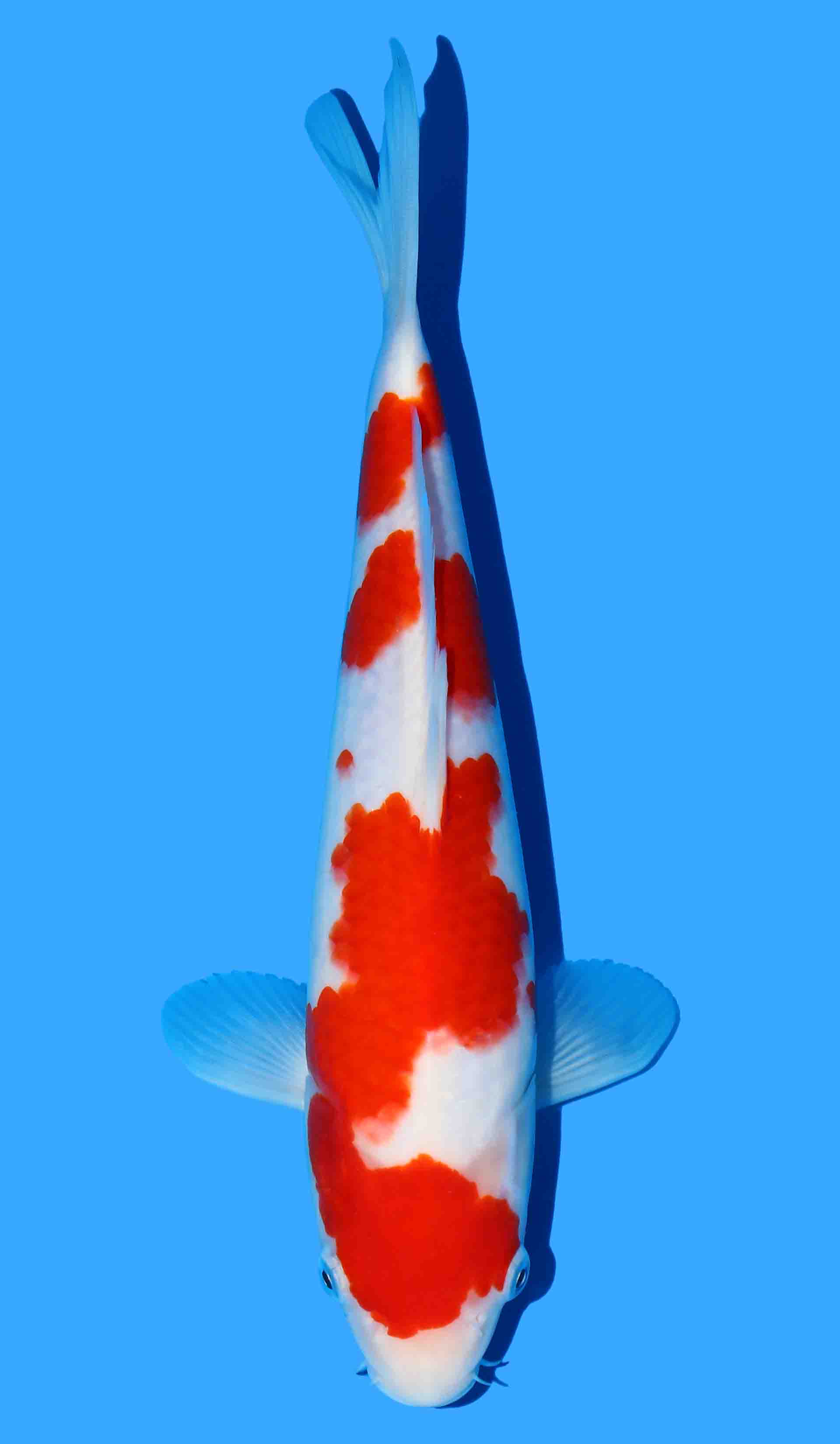 Kohaku