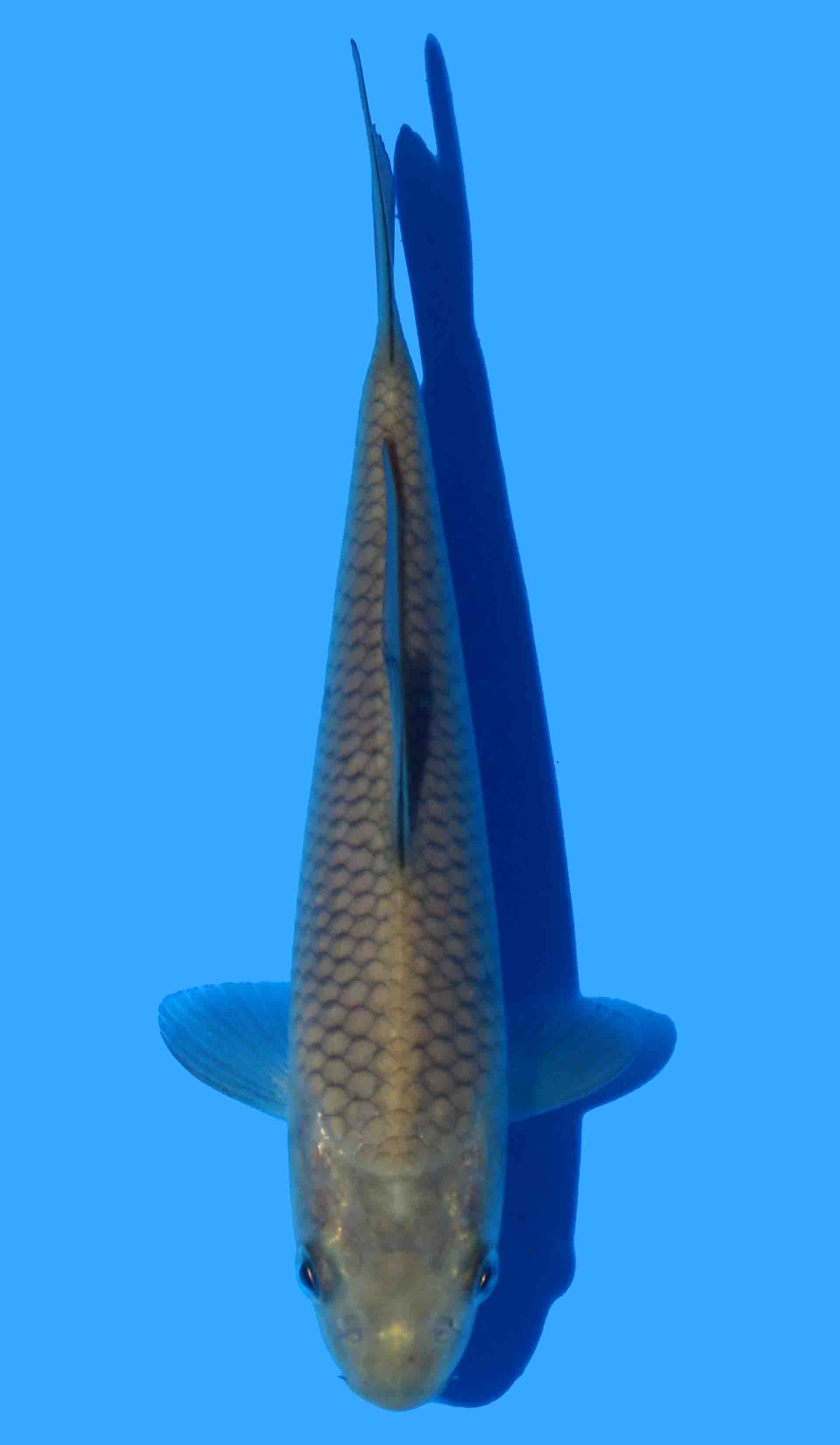 Chagoi