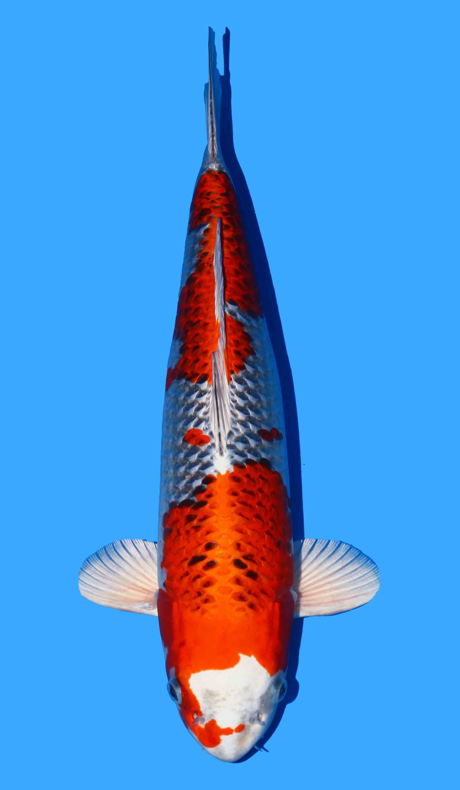 Kujaku