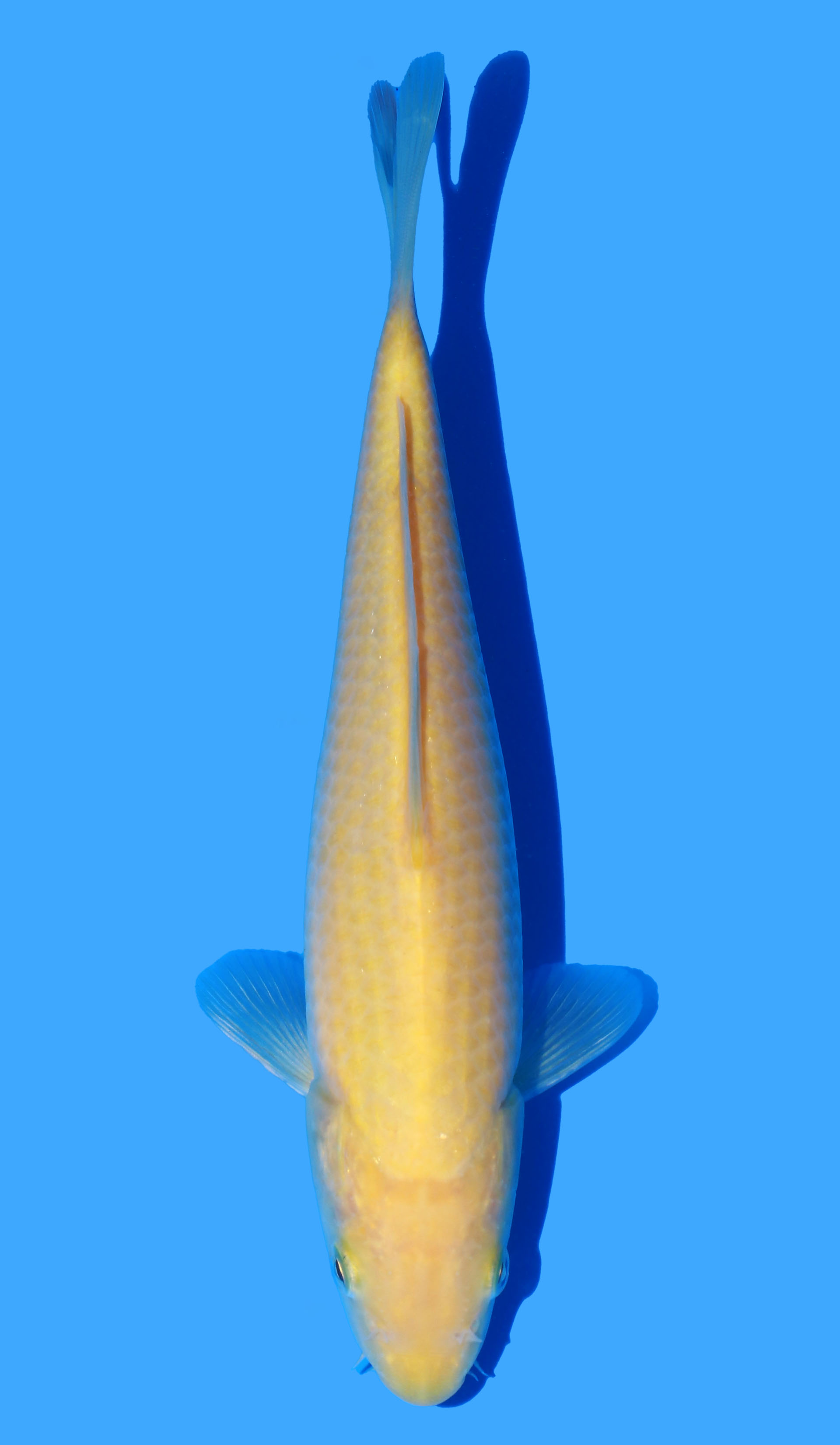 Karashigoi
