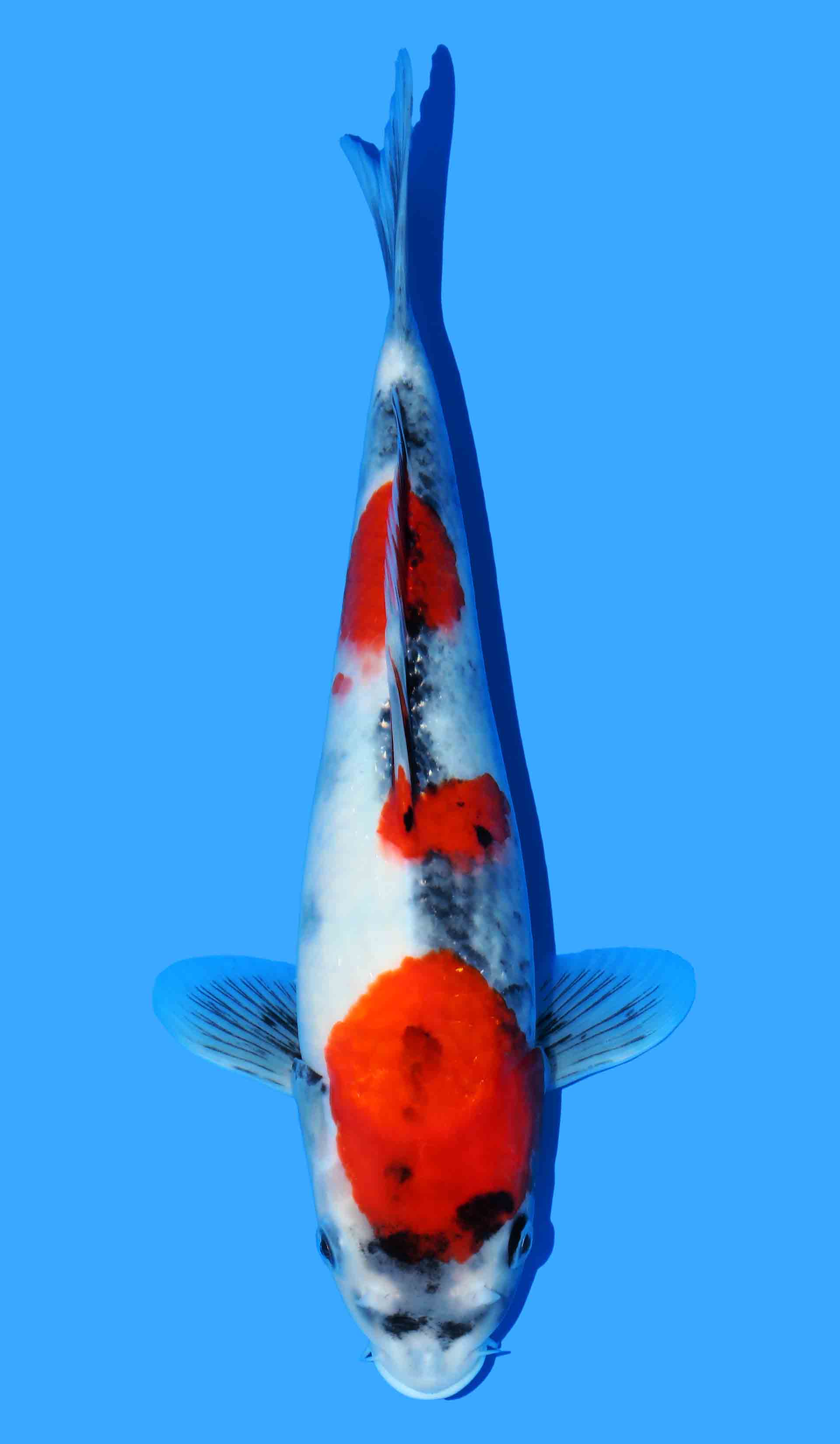Kindai Showa