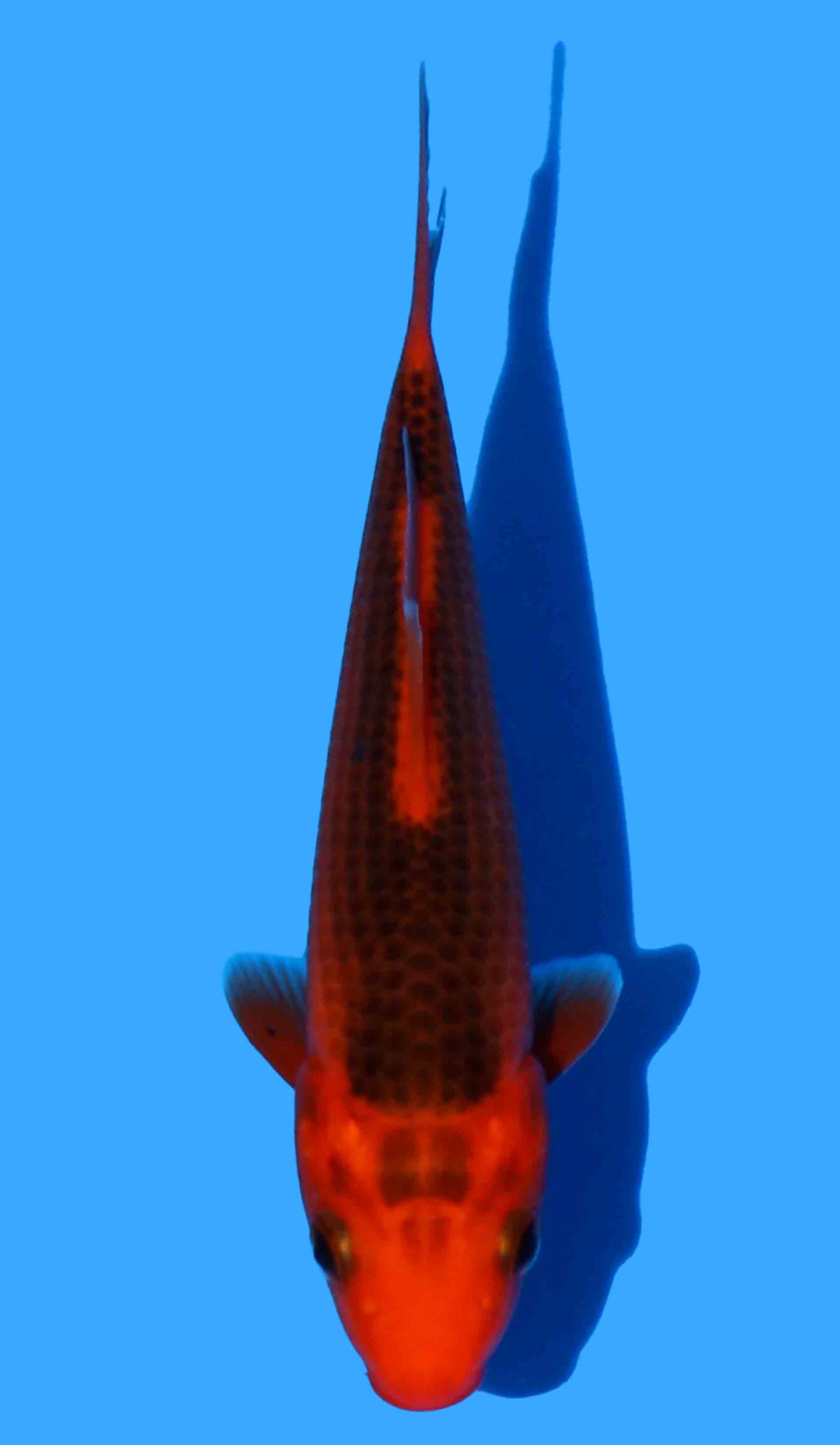 Japanese Koi - JPN Koi Co.