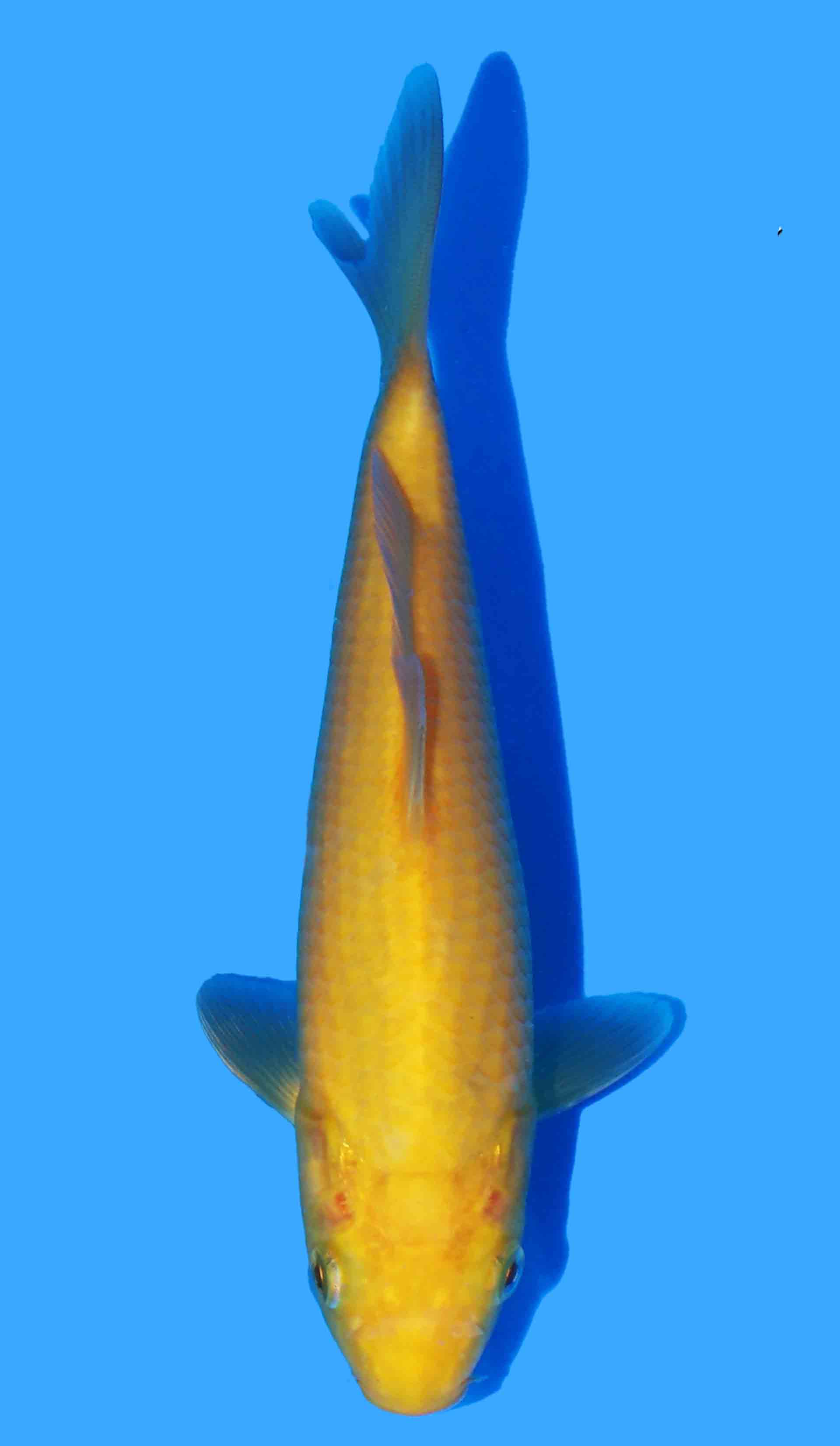 Karashigoi (Sakai x Konishi Bloodline)