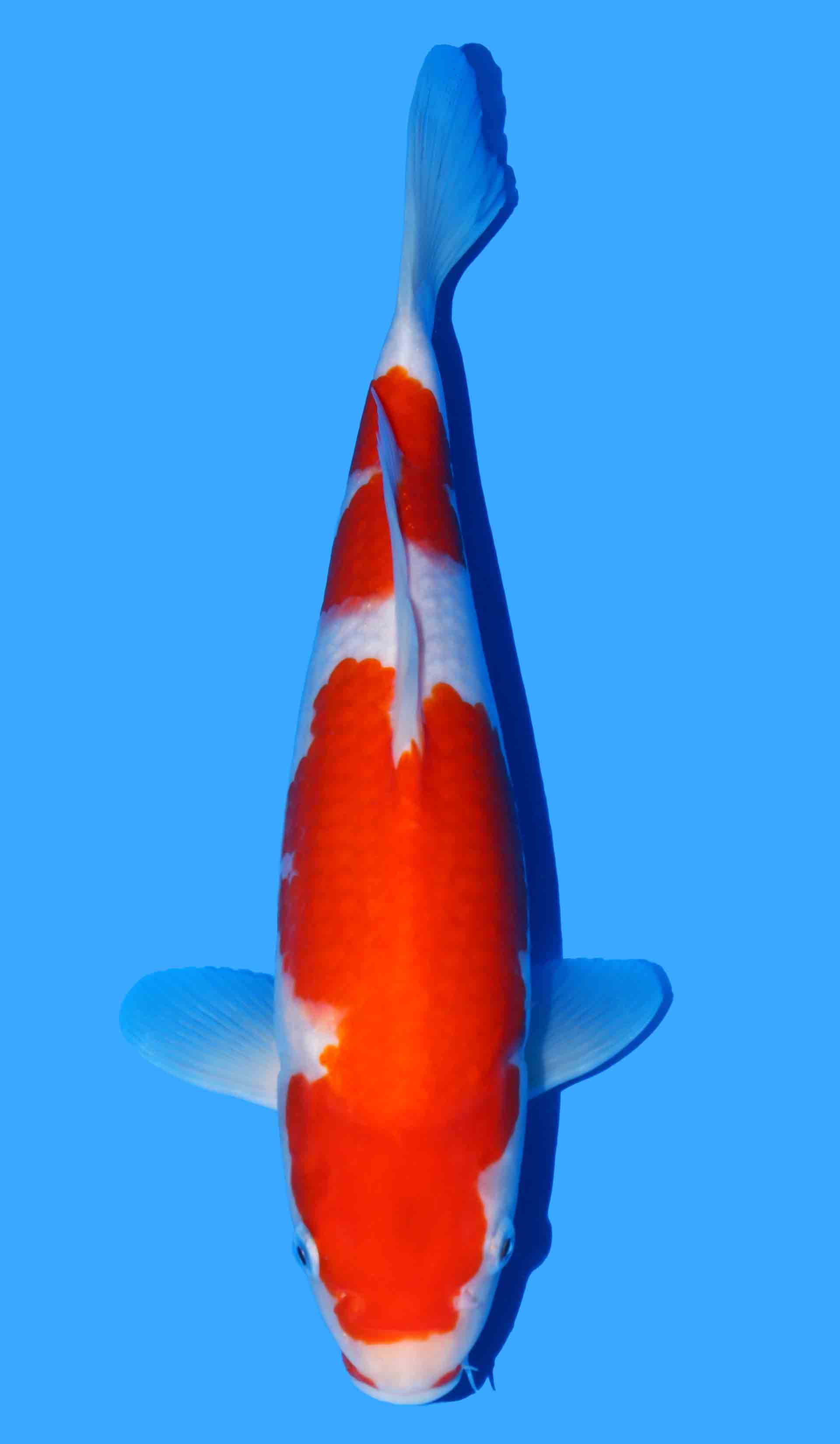 Kohaku