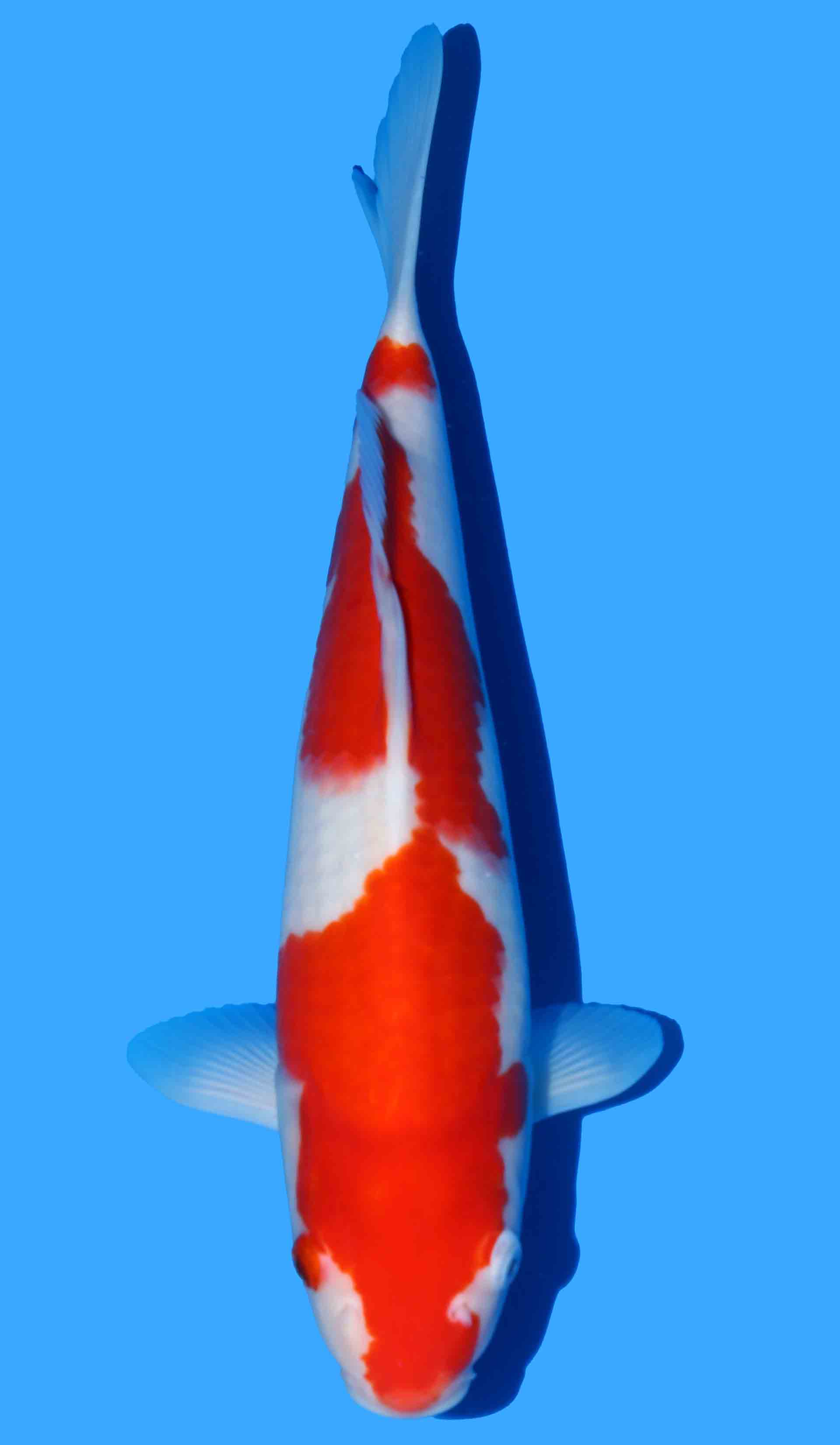 Kohaku