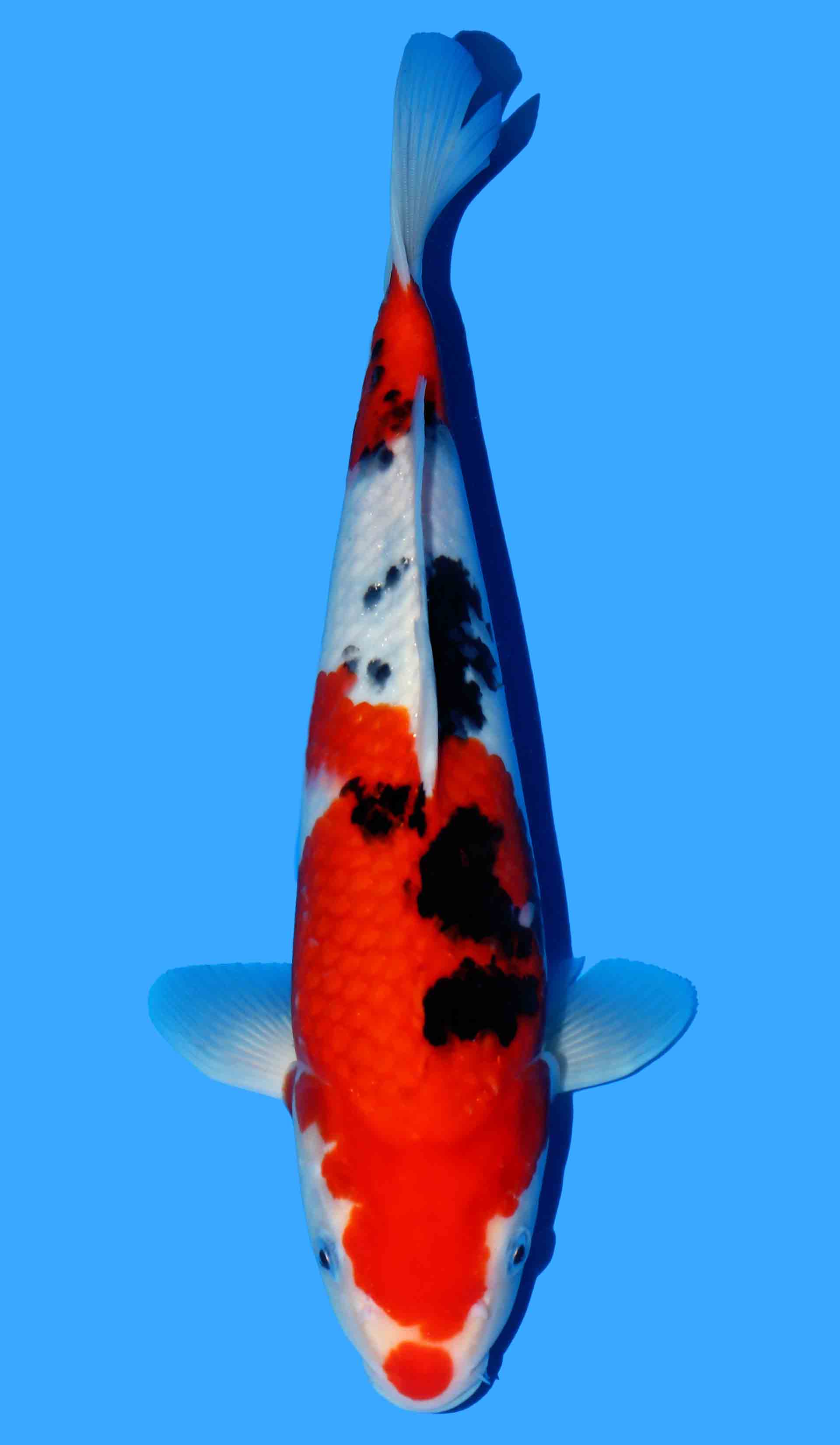 Sanke from Marusei