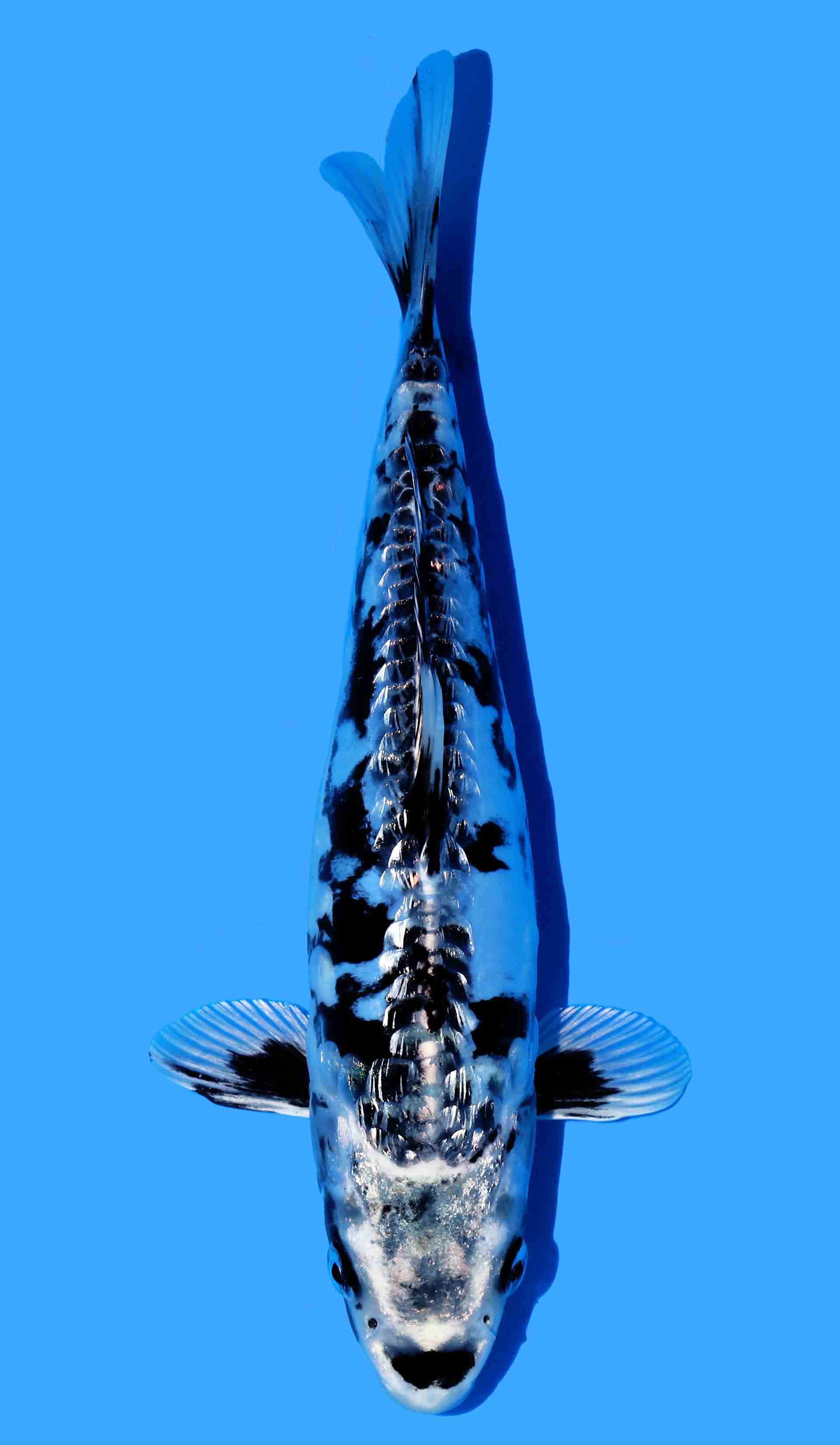 Aragoke Kikokuryu
