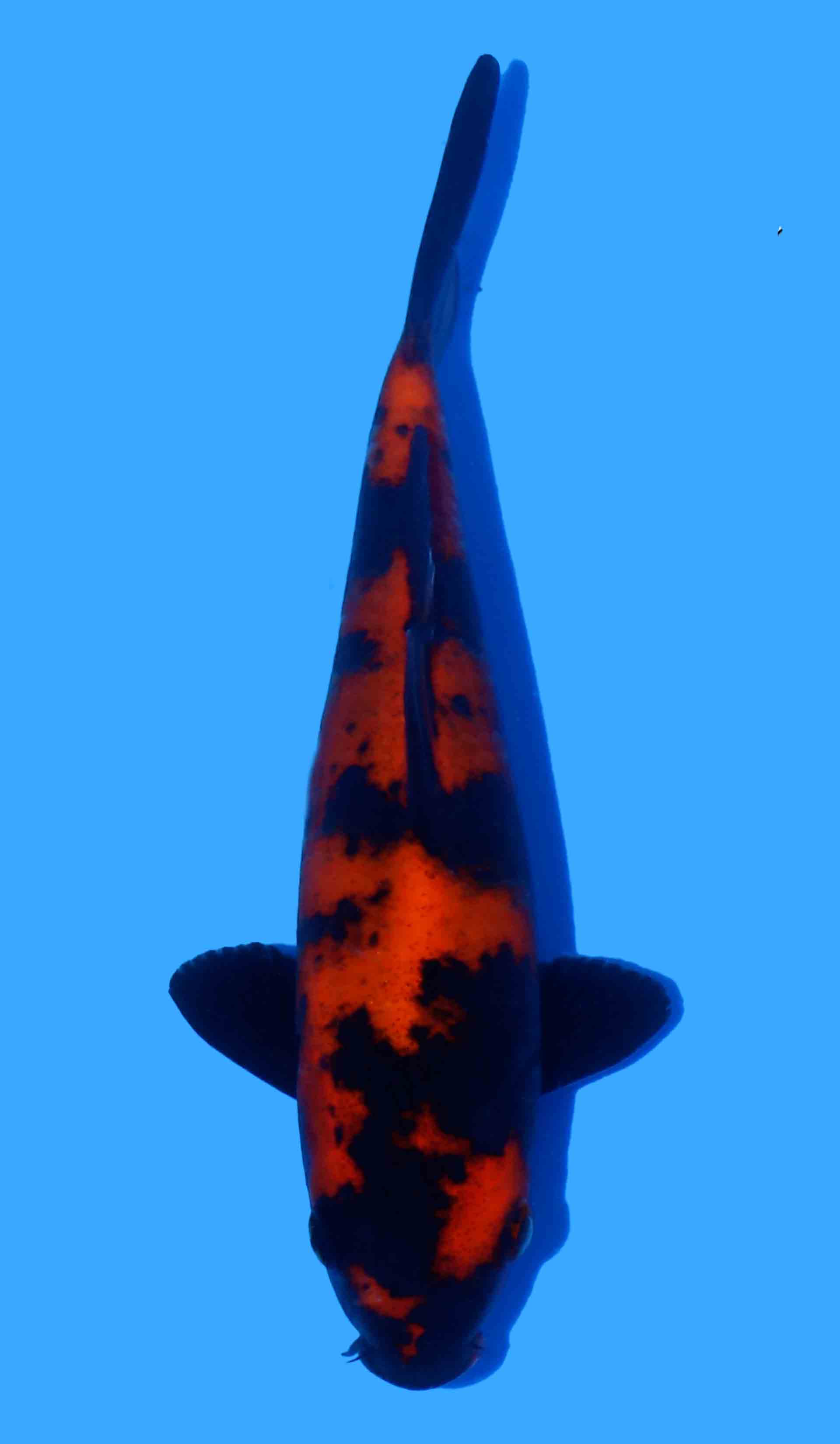 Hi Utsuri