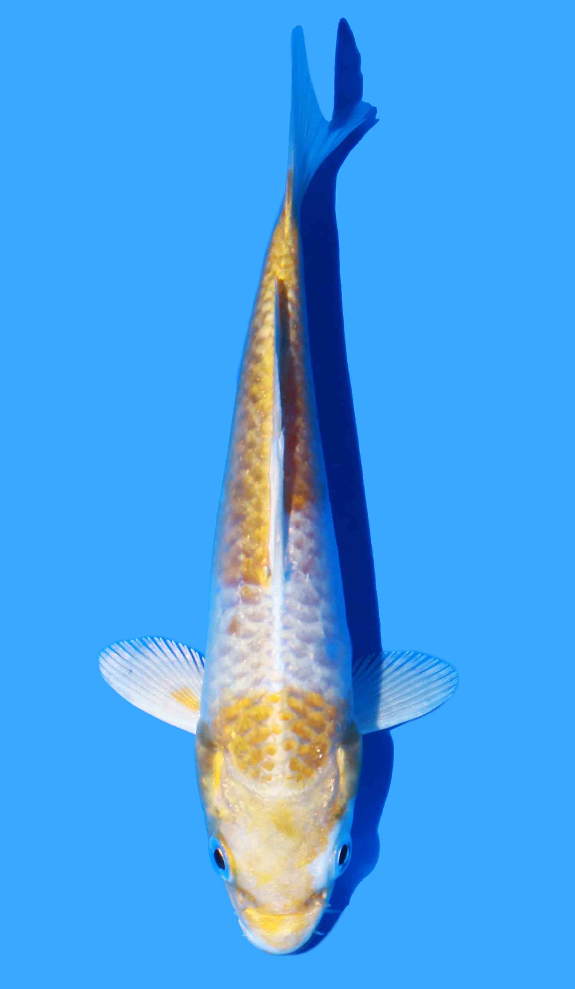 Aragoke Hariwake