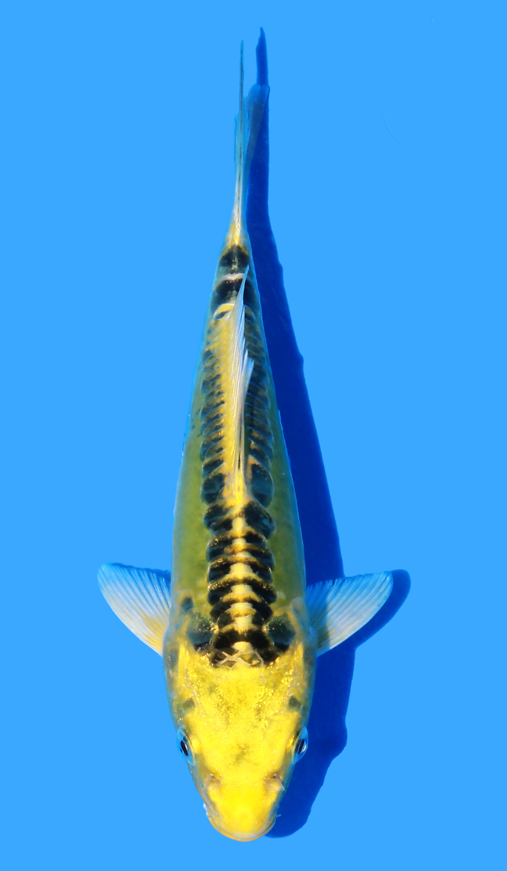 Ki Mizuho Ogon