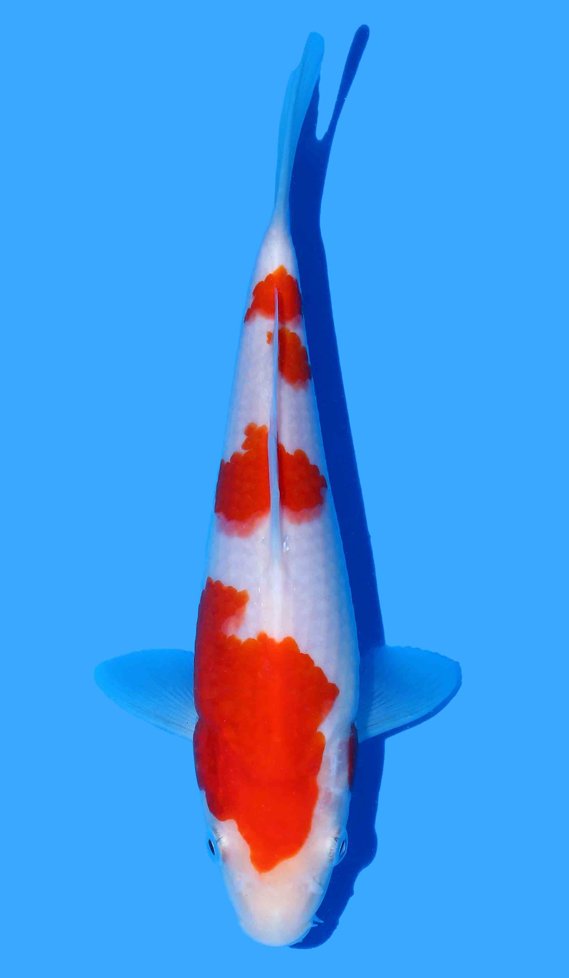 Kohaku from Maruyama