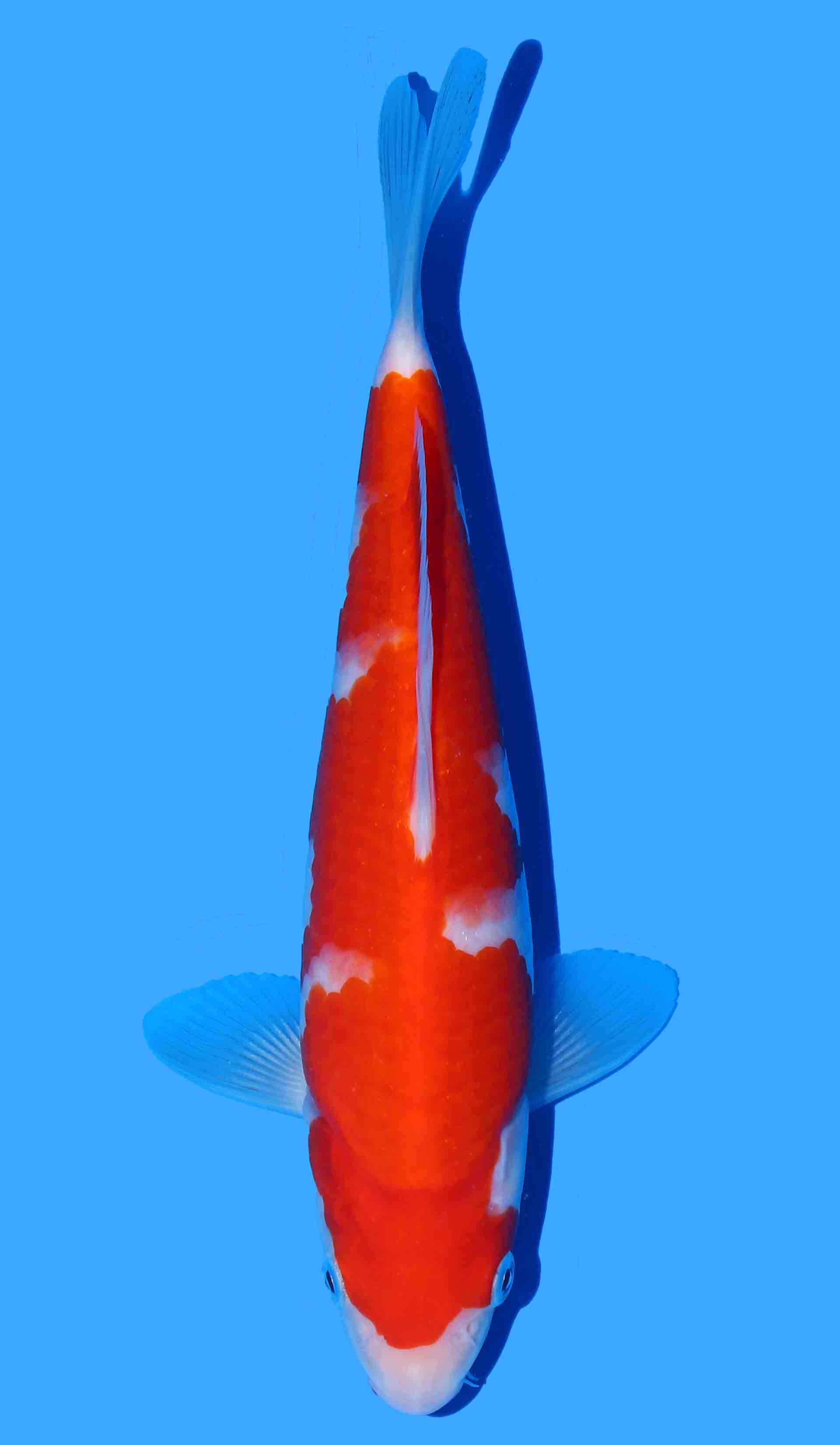 Kohaku